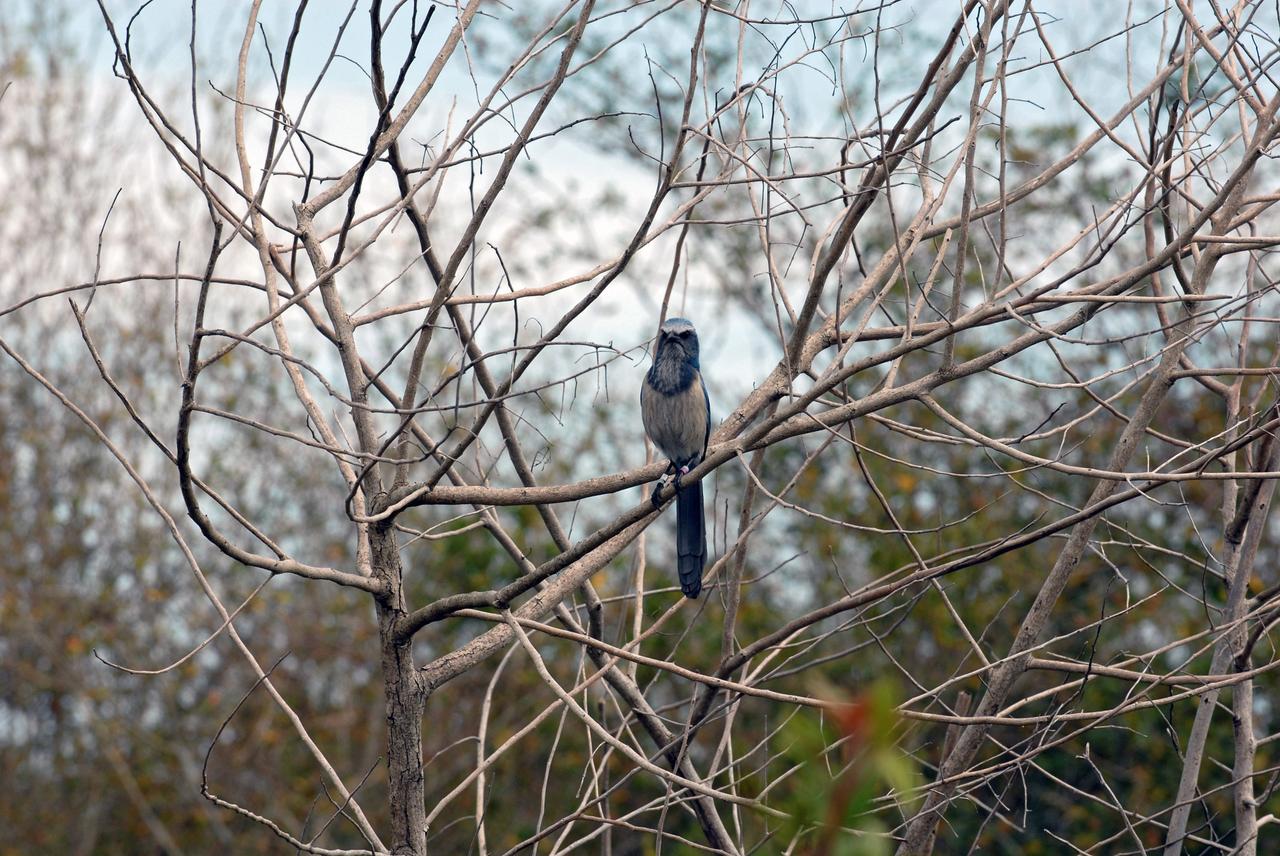 CAPE CANAVERAL, Fla. – A Florida scrub jay perches on a branch in a wooded area at NASA's Kennedy Space Center in Florida. As the name implies, the Florida scrub jay thrives in a scrub, which is an extremely dry habitat. Their ideal environment is a relatively open flatwoods of oak or sand pine scrub with trees less than 10 feet tall, wide apart and providing minimal canopy cover. The last recorded population count of Florida scrub jays is just a little over 2,000, mostly located at Kennedy but also in some scattered scrubs all over central and southern Florida. Photo credit: NASA/Ben Smegelsky