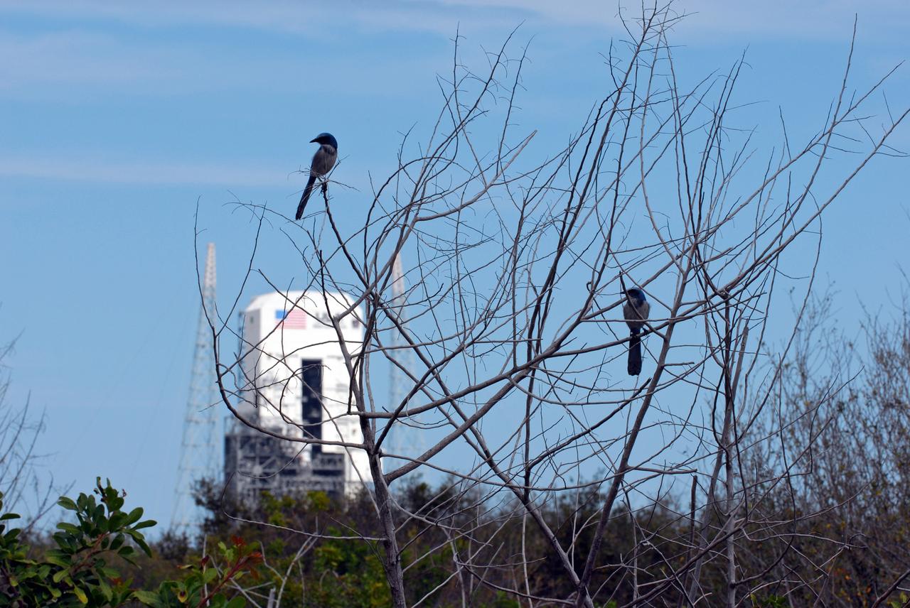 CAPE CANAVERAL, Fla. – Florida scrub jays scan their territory from a bush at NASA's Kennedy Space Center in Florida. As the name implies, the Florida scrub jay thrives in a scrub, which is an extremely dry habitat. Their ideal environment is a relatively open flatwoods of oak or sand pine scrub with trees less than 10 feet tall, wide apart and providing minimal canopy cover. The last recorded population count of Florida scrub jays is just a little over 2,000, mostly located at Kennedy but also in some scattered scrubs all over central and southern Florida. Photo credit: NASA/Ben Smegelsky