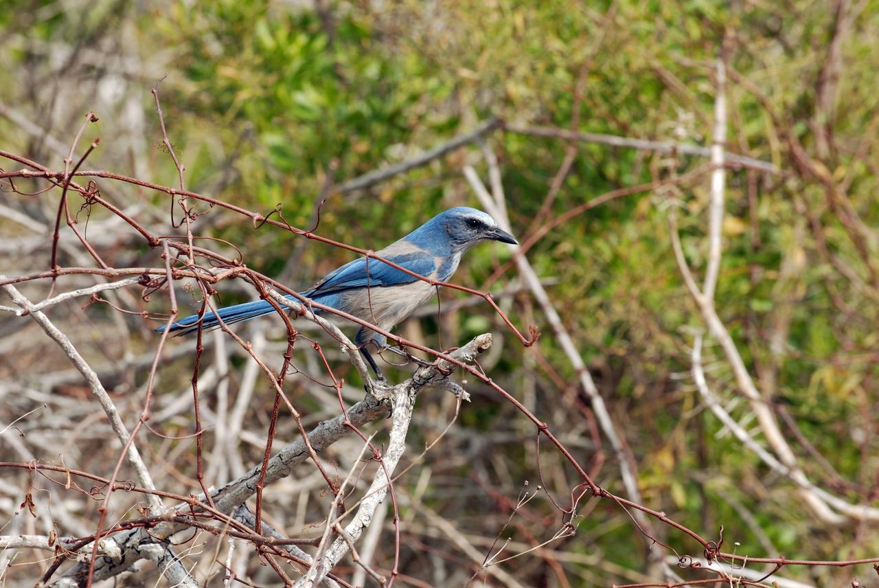 CAPE CANAVERAL, Fla. – Close-up of a Florida scrub jay in the woods near NASA's Kennedy Space Center in Florida. As the name implies, the Florida scrub jay thrives in a scrub, which is an extremely dry habitat. Their ideal environment is a relatively open flatwoods of oak or sand pine scrub with trees less than 10 feet tall, wide apart and providing minimal canopy cover. The last recorded population count of Florida scrub jays is just a little over 2,000, mostly located at Kennedy but also in some scattered scrubs all over central and southern Florida. Photo credit: NASA/Ben Smegelsky