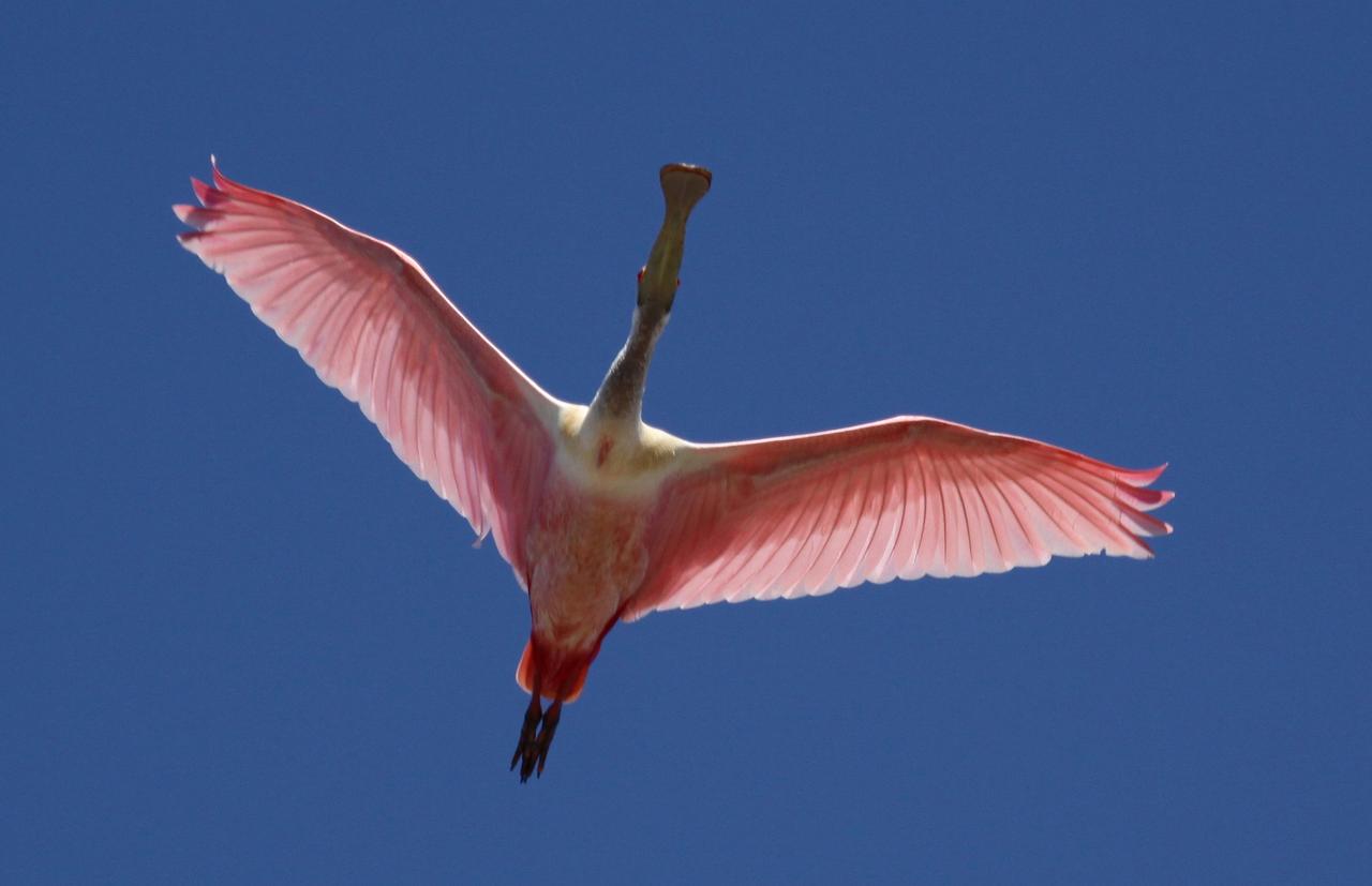 CAPE CANAVERAL, Fla. – A roseate spoonbill soars overhead against a deep blue sky covering NASA's Kennedy Space Center in Florida. Mature spoonbills feather the brilliant pink feathers with a white neck and beck and orange tails. Immature birds are white. The spoonbill is readily identified by the straight bill with a broad spatulate tip, which they use to obtain food by sweeping from side to side and scooping up whatever they encounter. They spend much of their time feeding on shrimps and fish in the shallow waters of the Florida Bay and Gulf of Mexico. Roseate spoonbills are a common sight throughout Kennedy, which shares a boundary with the Merritt Island National Wildlife Refuge. Photo credit: NASA/Kenny Allen