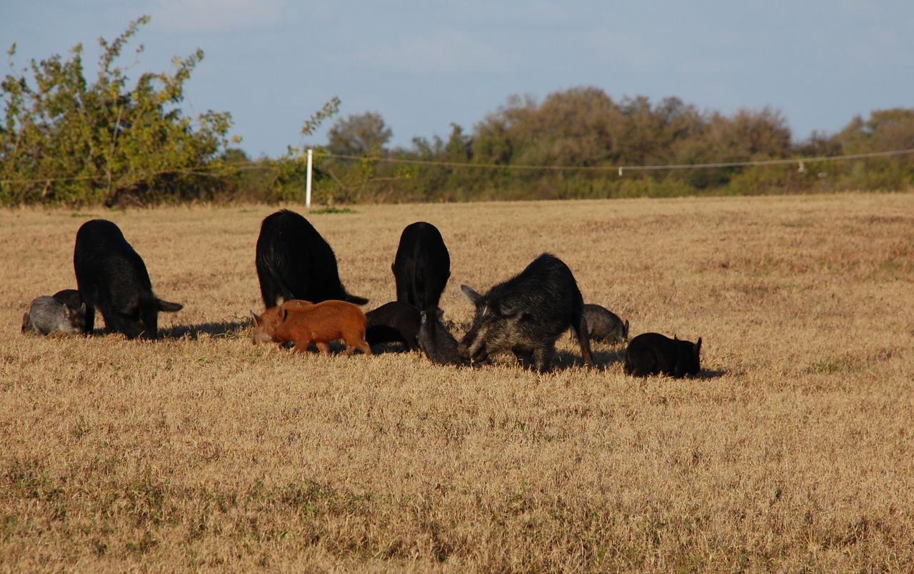 CAPE CANAVERAL, Fla. – At NASA's Kennedy Space Center in Florida, a family of wild pigs roots through the grass for food. The wild pigs have flourished in the environs around Kennedy, which shares a border with the Merritt Island National Wildlife Refuge, without many predators other than panthers and humans. Pigs were introduced to Florida in the 1500s and are now found statewide in wooded areas close to water. Pigs are omnivores, foraging on the ground and rooting just beneath the surface, which damages the groundcover. Wild pigs eat almost anything that has nutritional value, including tubers, roots, shoots, acorns, fruits, berries, earthworms, amphibians, reptiles and rodents. Their appearance is similar to domestic hogs, but leaner, with a longer, narrower head and a coarser, denser coat.  Females may have two litters per year.  The piglets are weaned in a few weeks but remain with the mother for several months. Photo credit: NASA/Ben Smegelsky