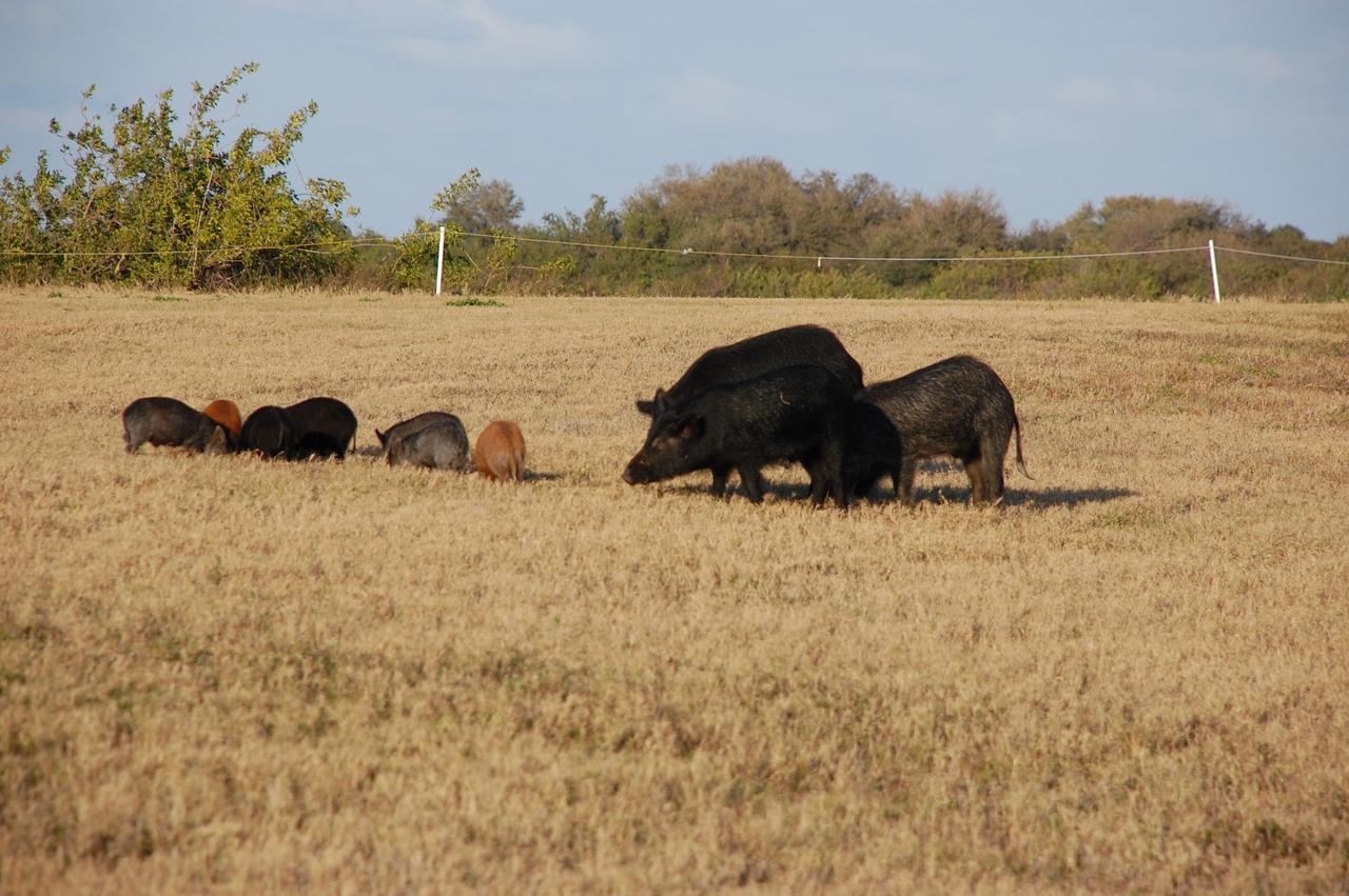 CAPE CANAVERAL, Fla. – At NASA's Kennedy Space Center in Florida, a family of wild pigs roots through the grass for food. The wild pigs have flourished in the environs around Kennedy, which shares a border with the Merritt Island National Wildlife Refuge, without many predators other than panthers and humans. Pigs were introduced to Florida in the 1500s and are now found statewide in wooded areas close to water. Pigs are omnivores, foraging on the ground and rooting just beneath the surface, which damages the groundcover. Wild pigs eat almost anything that has nutritional value, including tubers, roots, shoots, acorns, fruits, berries, earthworms, amphibians, reptiles and rodents. Their appearance is similar to domestic hogs, but leaner, with a longer, narrower head and a coarser, denser coat.  Females may have two litters per year.  The piglets are weaned in a few weeks but remain with the mother for several months. Photo credit: NASA/Ben Smegelsky