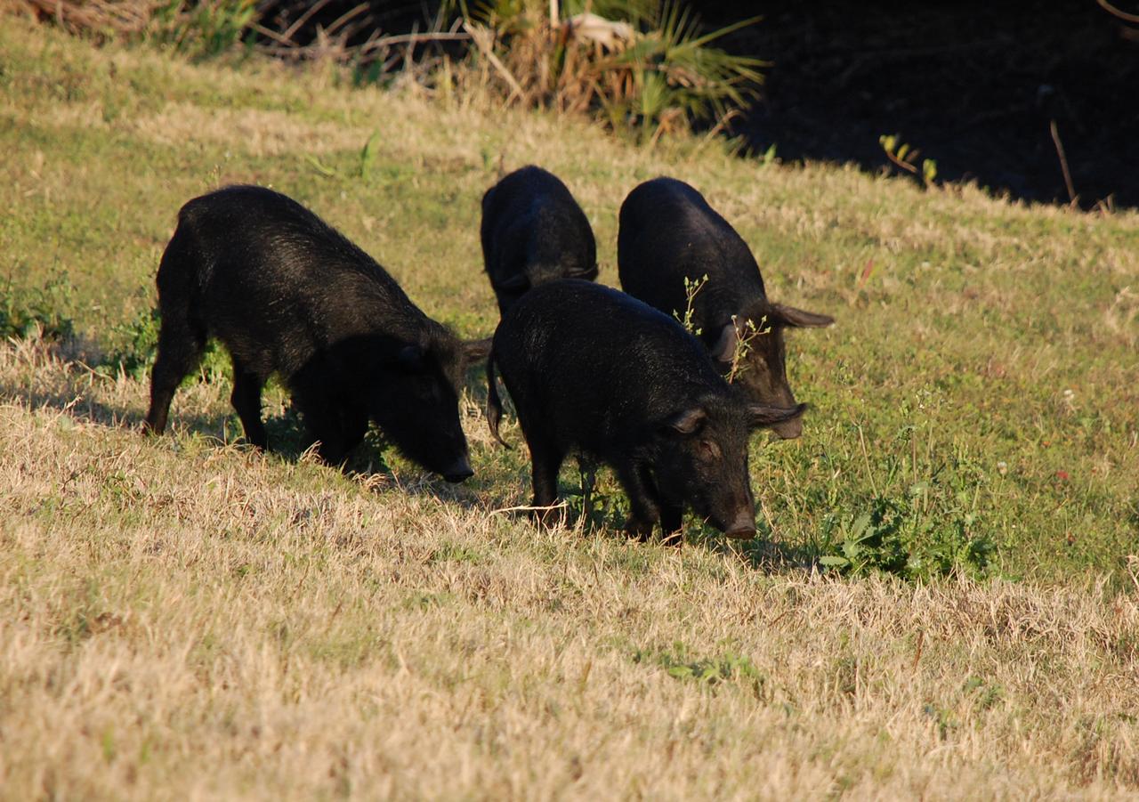 CAPE CANAVERAL, Fla. – At NASA's Kennedy Space Center in Florida, adult wild pigs hunt for food in the grassy field.  The wild pigs have flourished in the environs around Kennedy, which shares a border with the Merritt Island National Wildlife Refuge, without many predators other than panthers and humans. Pigs were introduced to Florida in the 1500s and are now found statewide in wooded areas close to water. Pigs are omnivores, foraging on the ground and rooting just beneath the surface, which damages the groundcover. Wild pigs eat almost anything that has nutritional value, including tubers, roots, shoots, acorns, fruits, berries, earthworms, amphibians, reptiles and rodents. Their appearance is similar to domestic hogs, but leaner, with a longer, narrower head and a coarser, denser coat.  Females may have two litters per year.  The piglets are weaned in a few weeks but remain with the mother for several months. Photo credit: NASA/Ben Smegelsky