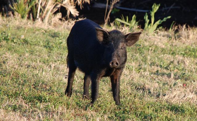 NASA image: KSC-2009-2109