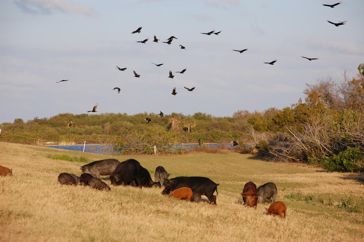 CAPE CANAVERAL, Fla. – At NASA's Kennedy Space Center in Florida, a family of wild pigs roots through the grass for food.  Overhead, vultures circle, hunting for their share of food. The wild pigs have flourished in the environs around Kennedy, which shares a border with the Merritt Island National Wildlife Refuge, without many predators other than panthers and humans. Pigs were introduced to Florida in the 1500s and are now found statewide in wooded areas close to water. Pigs are omnivores, foraging on the ground and rooting just beneath the surface, which damages the groundcover. Wild pigs eat almost anything that has nutritional value, including tubers, roots, shoots, acorns, fruits, berries, earthworms, amphibians, reptiles and rodents. Their appearance is similar to domestic hogs, but leaner, with a longer, narrower head and a coarser, denser coat.  Females may have two litters per year.  The piglets are weaned in a few weeks but remain with the mother for several months. Photo credit: NASA/Ben Smegelsky