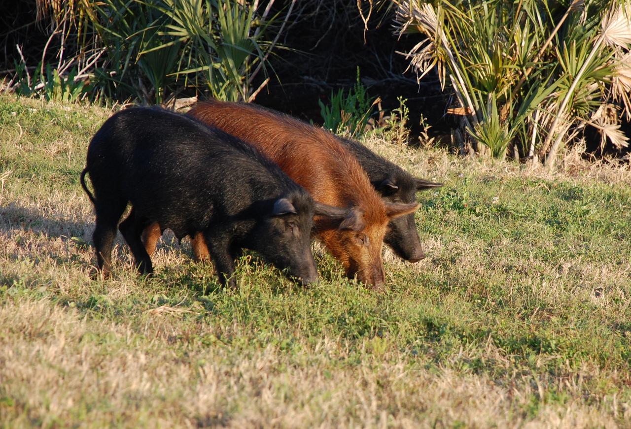 CAPE CANAVERAL, Fla. – – At NASA's Kennedy Space Center in Florida, adult wild pigs line up for their food hunt in the grassy field The wild pigs have flourished in the environs around Kennedy, which shares a border with the Merritt Island National Wildlife Refuge, without many predators other than panthers and humans. Pigs were introduced to Florida in the 1500s and are now found statewide in wooded areas close to water. Pigs are omnivores, foraging on the ground and rooting just beneath the surface, which damages the groundcover. Wild pigs eat almost anything that has nutritional value, including tubers, roots, shoots, acorns, fruits, berries, earthworms, amphibians, reptiles and rodents. Their appearance is similar to domestic hogs, but leaner, with a longer, narrower head and a coarser, denser coat.  Females may have two litters per year.  The piglets are weaned in a few weeks but remain with the mother for several months. Photo credit: NASA/Ben Smegelsky