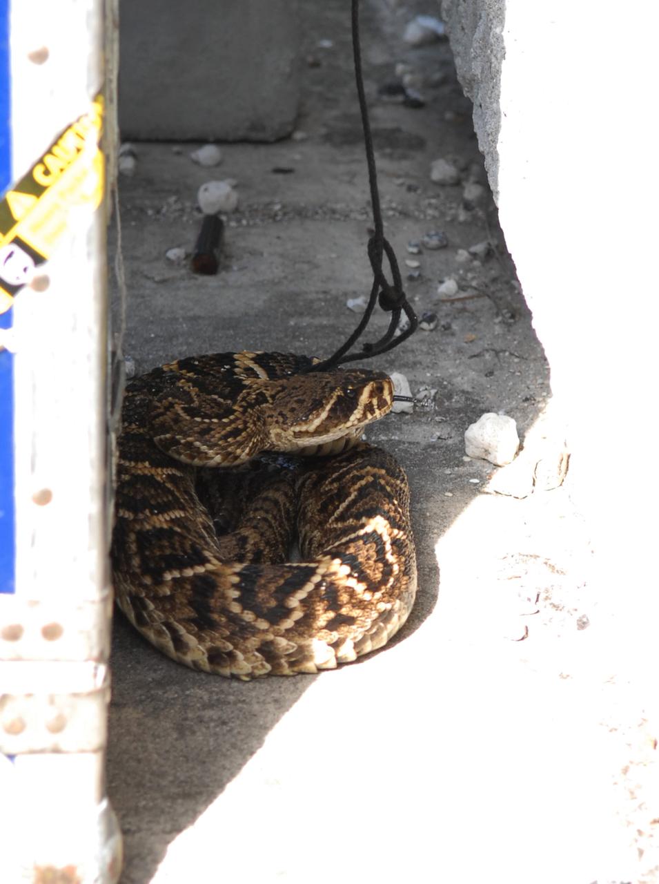 CAPE CANAVERAL, Fla. – An eastern diamondback rattlesnake is spotted next to a building at the NASA News Center at NASA's Kennedy Space Center in Florida.  The diamondback is Florida's largest venomous snake and may exceed six feet in length. It occurs throughout Florida in a variety of dry habitats, such as pinelands, scrub and golf courses. Kennedy shares a boundary with the Merritt Island Wildlife Nature Refuge, which is a habitat for more than 310 species of birds, 25 mammals, 117 fishes and 65 amphibians and reptiles.   Photo credit: NASA/Jack Pfaller