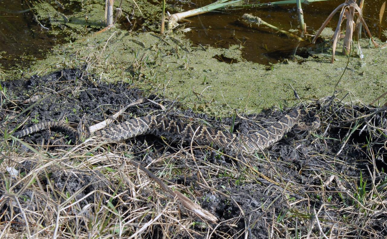 CAPE CANAVERAL, Fla. – An eastern diamondback rattlesnake returns to its natural environs farther from the NASA News Center at NASA's Kennedy Space Center in Florida.  The diamondback is Florida's largest venomous snake and may exceed six feet in length. It occurs throughout Florida in a variety of dry habitats, such as pinelands, scrub and golf courses. Kennedy shares a boundary with the Merritt Island Wildlife Nature Refuge, which is a habitat for more than 310 species of birds, 25 mammals, 117 fishes and 65 amphibians and reptiles.   Photo credit: NASA/Jack Pfaller