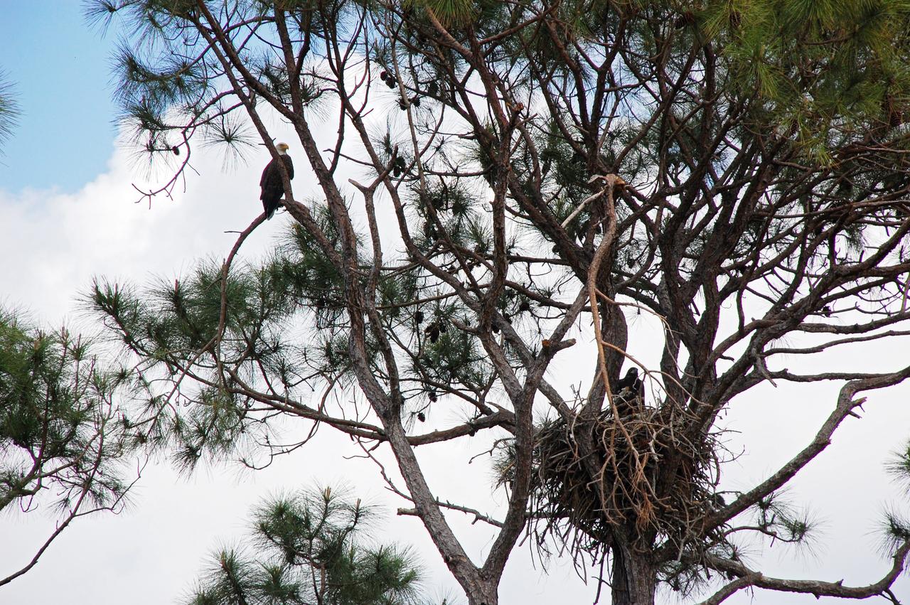 CAPE CANAVERAL, Fla. – On a road through NASA's Kennedy Space Center in Florida, an eagle's nest in a pine tree holds a young eagle while its parent watches on a nearby branch. There are a dozen eagle nests within Kennedy and in the surrounding Merritt Island National Wildlife Refuge. Bald eagles use a specific territory for nesting (they mate for life), winter feeding or a year-round residence. Its natural domain is from Alaska to Baja, California, and from Maine to Florida. The Merritt Island refuge also includes several wading bird rookeries, many osprey nests, up to 400 manatees during the spring, and approximately 2,500 Florida scrub jays. It also is a major wintering area for migratory birds. More than 500 species of wildlife inhabit the refuge, with 15 considered federally threatened or endangered. Photo credit: NASA/Ben Smegelsky