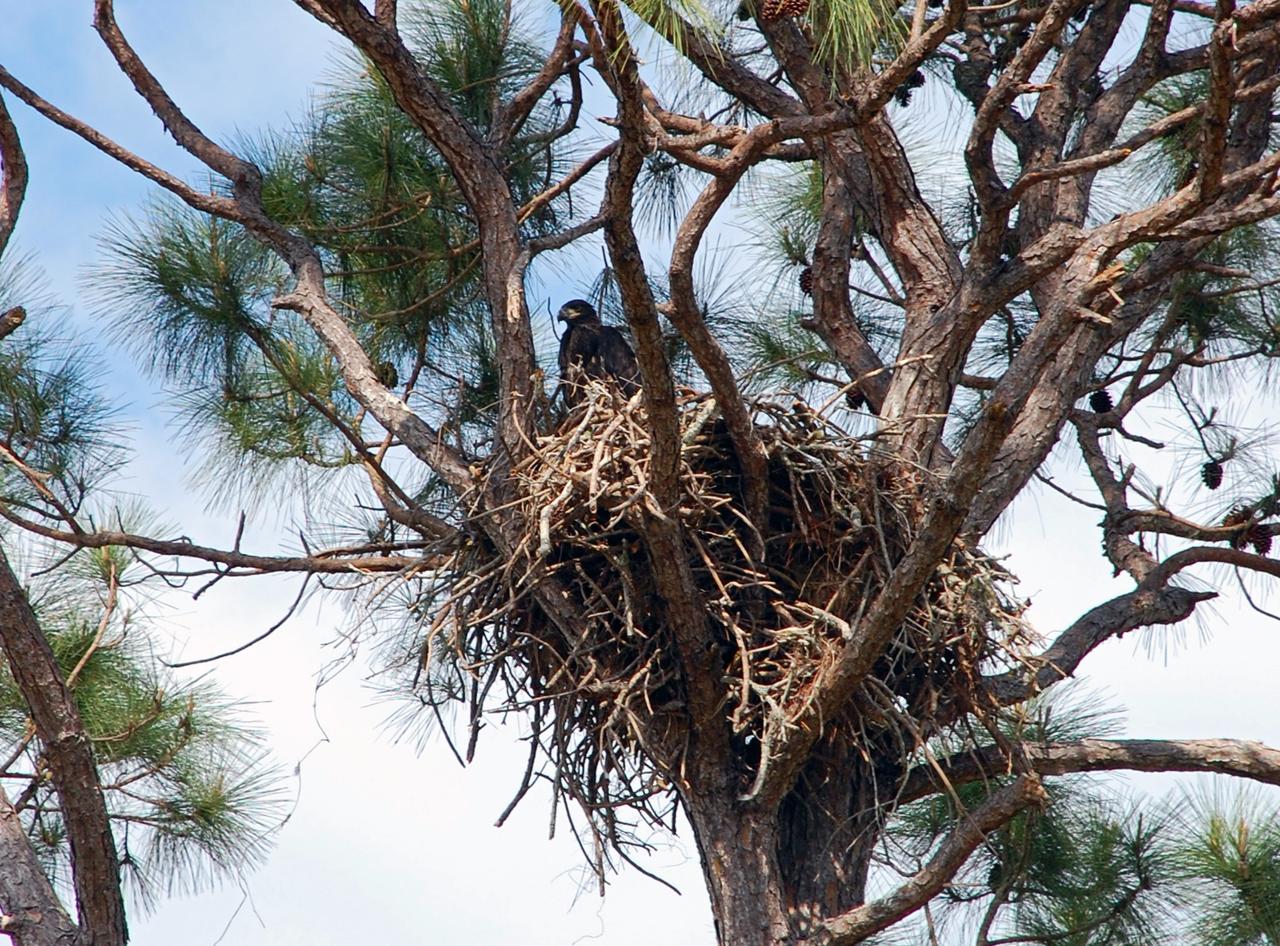 CAPE CANAVERAL, Fla. – At NASA's Kennedy Space Center in Florida, a young eagle shows itself in its nest in a pine tree on S.R. 3. There are a dozen eagle nests within Kennedy and in the surrounding Merritt Island National Wildlife Refuge. Bald eagles use a specific territory for nesting (they mate for life), winter feeding or a year-round residence. Its natural domain is from Alaska to Baja, California, and from Maine to Florida. The Merritt Island refuge also includes several wading bird rookeries, many osprey nests, up to 400 manatees during the spring, and approximately 2,500 Florida scrub jays.  It also is a major wintering area for migratory birds. More than 500 species of wildlife inhabit the refuge, with 15 considered federally threatened or endangered.  Photo credit: NASA/Ben Smegelsky