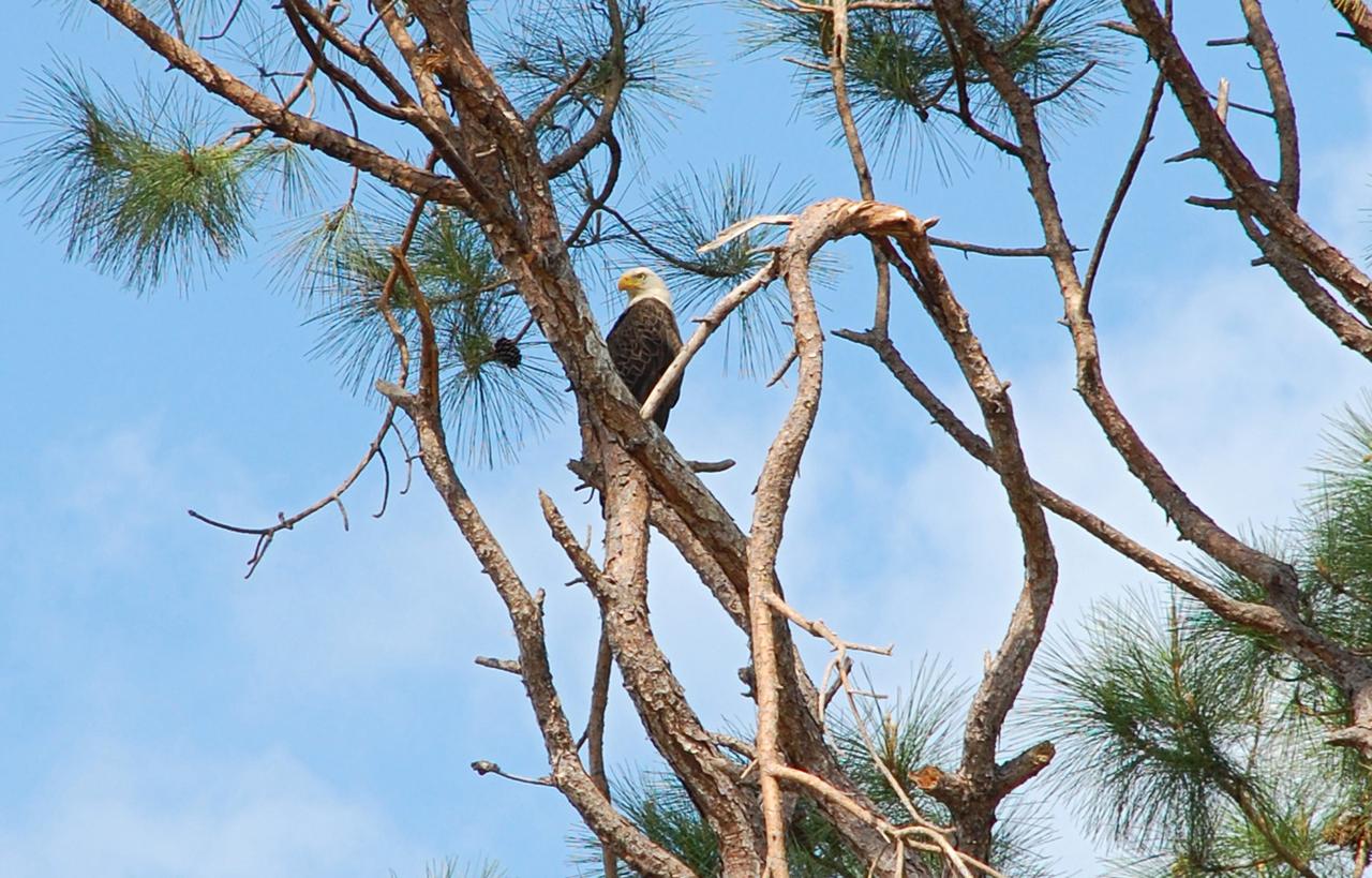 CAPE CANAVERAL, Fla. – A mature eagle stands watch near its nest, out of sight, which holds a young eagle. The nest is in a pine tree on S.R. 3 that runs through NASA's Kennedy Space Center in Florida. There are a dozen eagle nests within Kennedy and in the surrounding Merritt Island National Wildlife Refuge. Bald eagles use a specific territory for nesting (they mate for life), winter feeding or a year-round residence. Its natural domain is from Alaska to Baja, California, and from Maine to Florida. The Merritt Island refuge also includes several wading bird rookeries, many osprey nests, up to 400 manatees during the spring, and approximately 2,500 Florida scrub jays. It also is a major wintering area for migratory birds. More than 500 species of wildlife inhabit the refuge, with 15 considered federally threatened or endangered. Photo credit: NASA/Ben Smegelsky