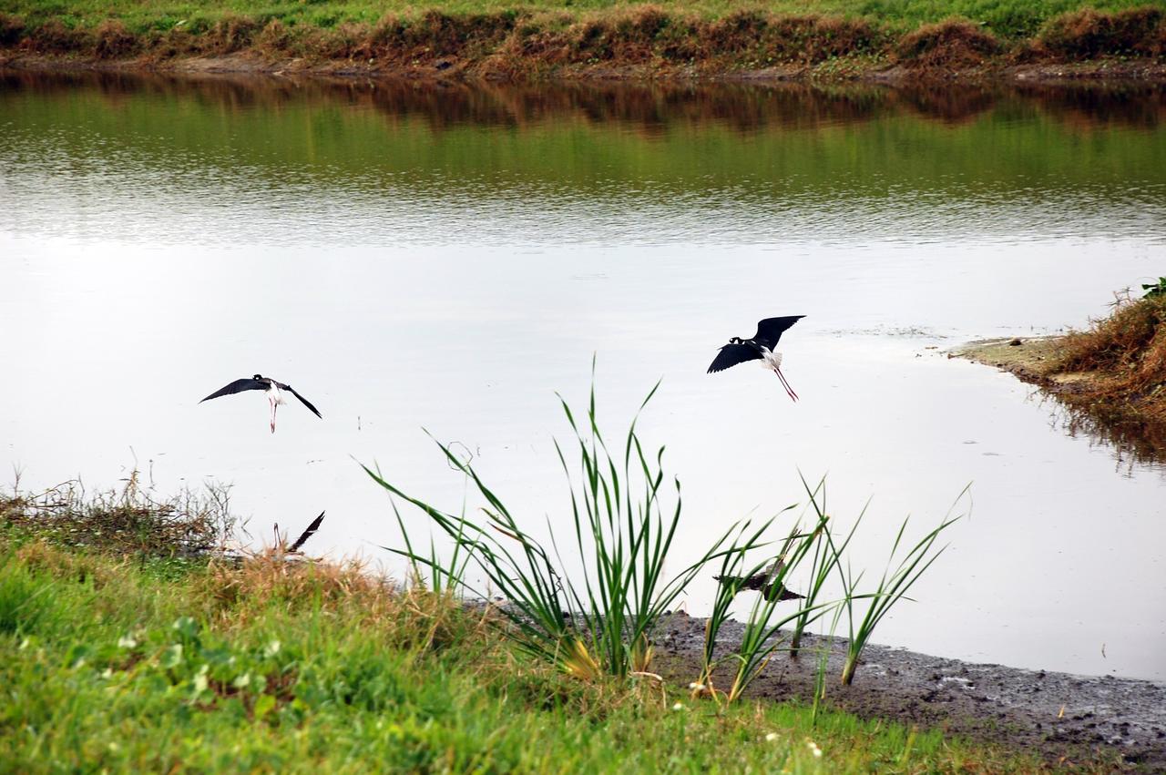 CAPE CANAVERAL, Fla. –  Distinctive with its black and white coloring and very long red legs trailing behind is a black-winged stilt. The bird is a common sight around Kennedy, which shares a boundary with the Merritt Island National Wildlife Refuge. The marshes and open water of the refuge provide wintering areas for 23 species of migratory waterfowl, as well as a year-round home for great blue herons, great egrets, wood storks, cormorants, brown pelicans and other species of marsh and shore birds. Photo credit: NASA/Ben Smegelsky