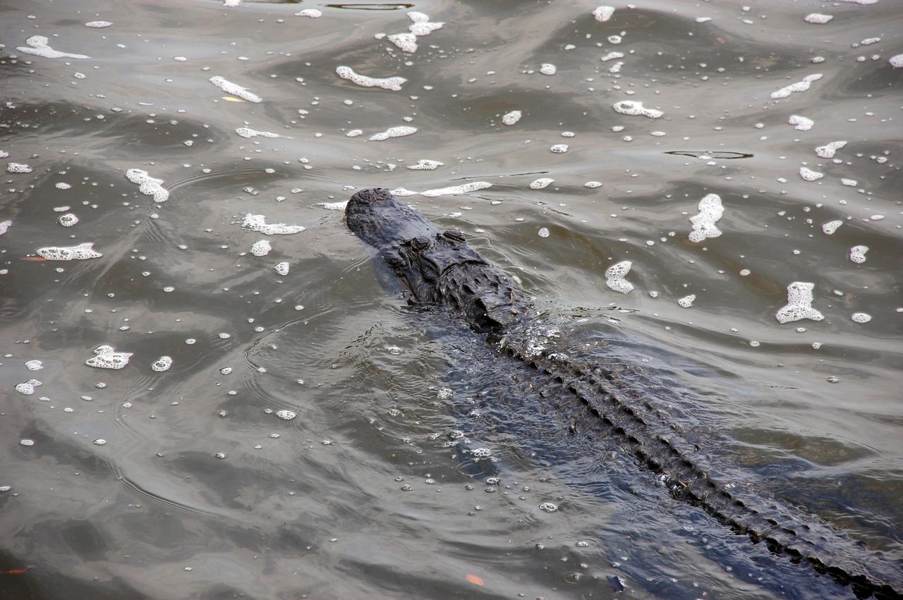 CAPE CANAVERAL, Fla. –  An alligator patrols the water in NASA's Kennedy Space Center in Florida. A protected species, alligators can be spotted in the drainage canals and other waters surrounding Kennedy.  The center shares a boundary with the Merritt Island Wildlife Nature Refuge, which is a habitat for more than 310 species of birds, 25 mammals, 117 fishes and 65 amphibians and reptiles. Photo credit: NASA/Ben Smegelsky