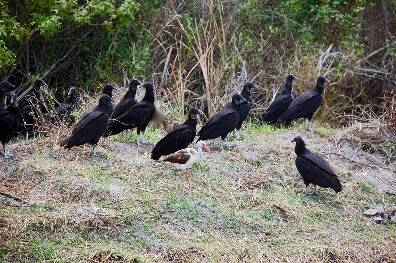 CAPE CANAVERAL, Fla. –  Black vultures gather near woods in NASA's Kennedy Space Center in Florida.  They are accompanied by a young white ibis.  Ranging across the south and southeast, black vultures scavenge for both carrion and weak, sick or unprotected prey.  They differ from turkey vultures in that they depend on vision to find food.  They can be found all around Kennedy, on the ground or any higher landing spot, from buildings to utility poles.  The center shares a boundary with the Merritt Island Wildlife Nature Refuge, which is a habitat for more than 310 species of birds, 25 mammals, 117 fishes and 65 amphibians and reptiles. Photo credit: NASA/Ben Smegelsky