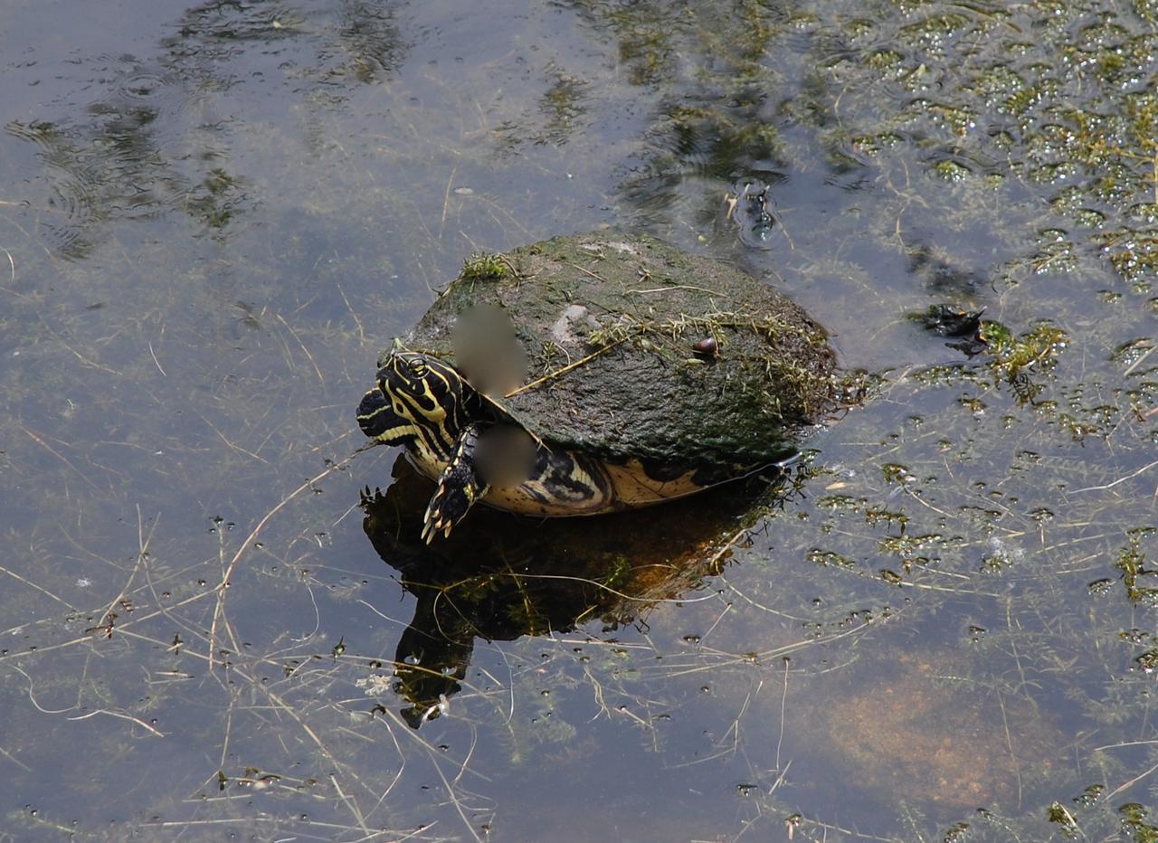 CAPE CANAVERAL, Fla. –  A Florida redbelly turtle heads from shore into the water in NASA's Kennedy Space Center in Florida.  The redbelly turtle's range is the Florida peninsula and Apalachicola area of the panhandle.  They are active year-round and can often be seen basking on logs or floating mats of vegetation.  Adults prefer a diet of aquatic plants. The center shares a boundary with the Merritt Island Wildlife Nature Refuge, which is a habitat for more than 310 species of birds, 25 mammals, 117 fishes and 65 amphibians and reptiles.  Photo credit: NASA/Ben Smegelsky