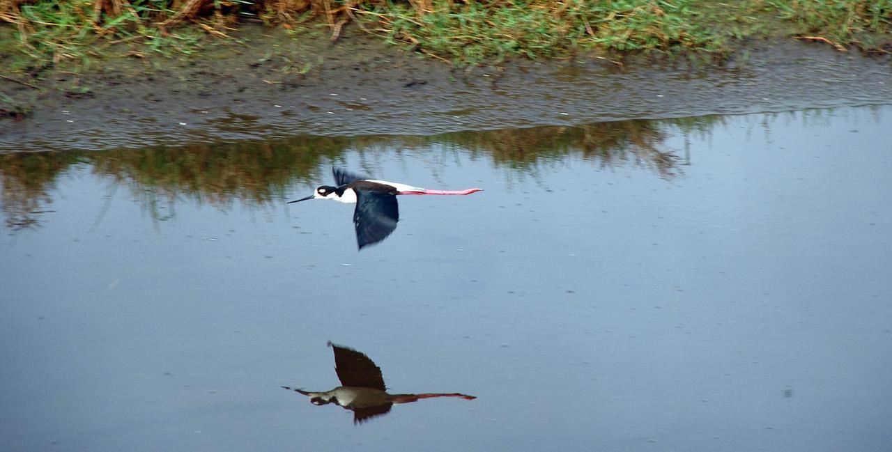 CAPE CANAVERAL, Fla. – A black-necked stilt skims across the drainage canal behind the NASA News Center at NASA's Kennedy Space Center in Florida.  The species inhabits salt marshes and coastal bays in the East, ranging along the Atlantic Coast from Delaware and the Carolinas to northern South America. Kennedy shares a boundary with the Merritt Island National Wildlife Refuge that includes salt-water estuaries, brackish marshes, hardwood hammocks and pine flatwoods.  The diverse landscape provides habitat for more than 310 species of birds, 25 mammals, 117 fishes and 65 amphibians and reptiles. Photo credit: NASA/Ben Smegelsky