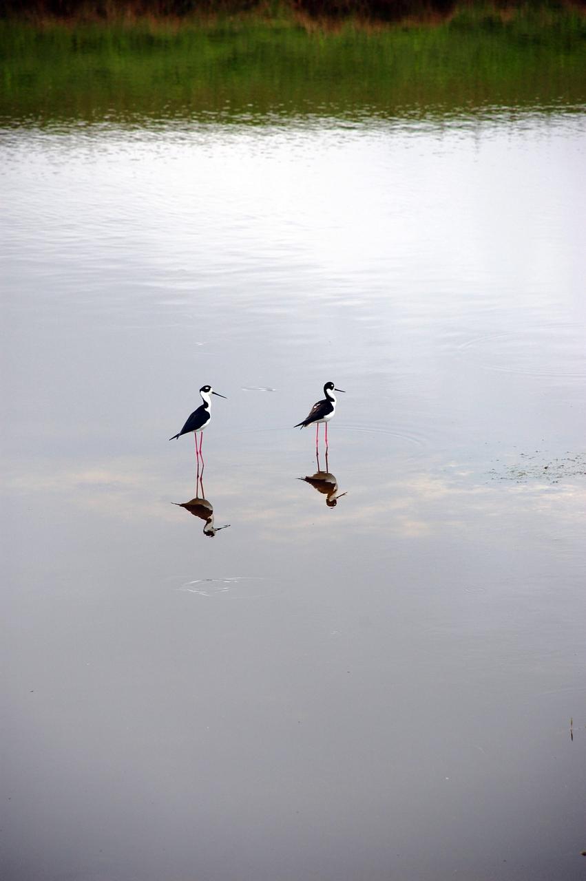 CAPE CANAVERAL, Fla. –Black-necked stilts look as if they're doing handstands on their mirror images in the shallow water of the Turn Basin behind the NASA News Center at NASA's Kennedy Space Center in Florida.  The species inhabits salt marshes and coastal bays in the East, ranging along the Atlantic Coast from Delaware and the Carolinas to northern South America. Kennedy shares a boundary with the Merritt Island National Wildlife Refuge that includes salt-water estuaries, brackish marshes, hardwood hammocks and pine flatwoods.  The diverse landscape provides habitat for more than 310 species of birds, 25 mammals, 117 fishes and 65 amphibians and reptiles. Photo credit: NASA/Ben Smegelsky