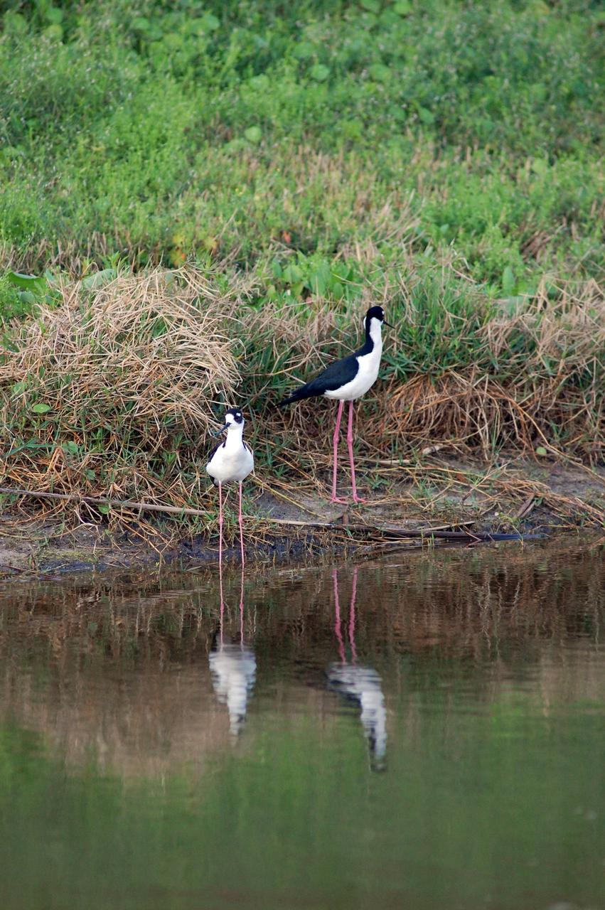CAPE CANAVERAL, Fla. –Black-necked stilts move onto the bank of the Turn Basin behind the NASA News Center at NASA's Kennedy Space Center in Florida. The species inhabits salt marshes and coastal bays in the East, ranging along the Atlantic Coast from Delaware and the Carolinas to northern South America. Kennedy shares a boundary with the Merritt Island National Wildlife Refuge that includes salt-water estuaries, brackish marshes, hardwood hammocks and pine flatwoods. The diverse landscape provides habitat for more than 310 species of birds, 25 mammals, 117 fishes and 65 amphibians and reptiles. Photo credit: NASA/Ben Smegelsky