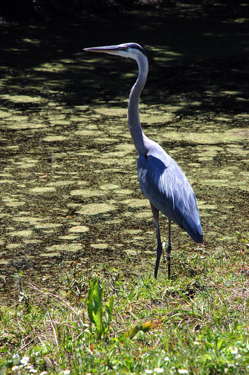 CAPE CANAVERAL, Fla. – A tall Great Blue Heron warily eyes its surroundings while standing in the shallow water behind the NASA News Center at NASA's Kennedy Space Center in Florida. A frequent sight around Kennedy, this large heron inhabits lakes, ponds, rivers and marshes in a range from Alaska south to Mexico and the West Indies.  It is frequently found standing at the edge of a pond or pool, watching for fish or frogs, its principal food.   Kennedy shares a boundary with the Merritt Island National Wildlife Refuge that includes salt-water estuaries, brackish marshes, hardwood hammocks and pine flatwoods.  The diverse landscape provides habitat for more than 310 species of birds, 25 mammals, 117 fishes and 65 amphibians and reptiles. Photo credit: NASA/Ben Smegelsky