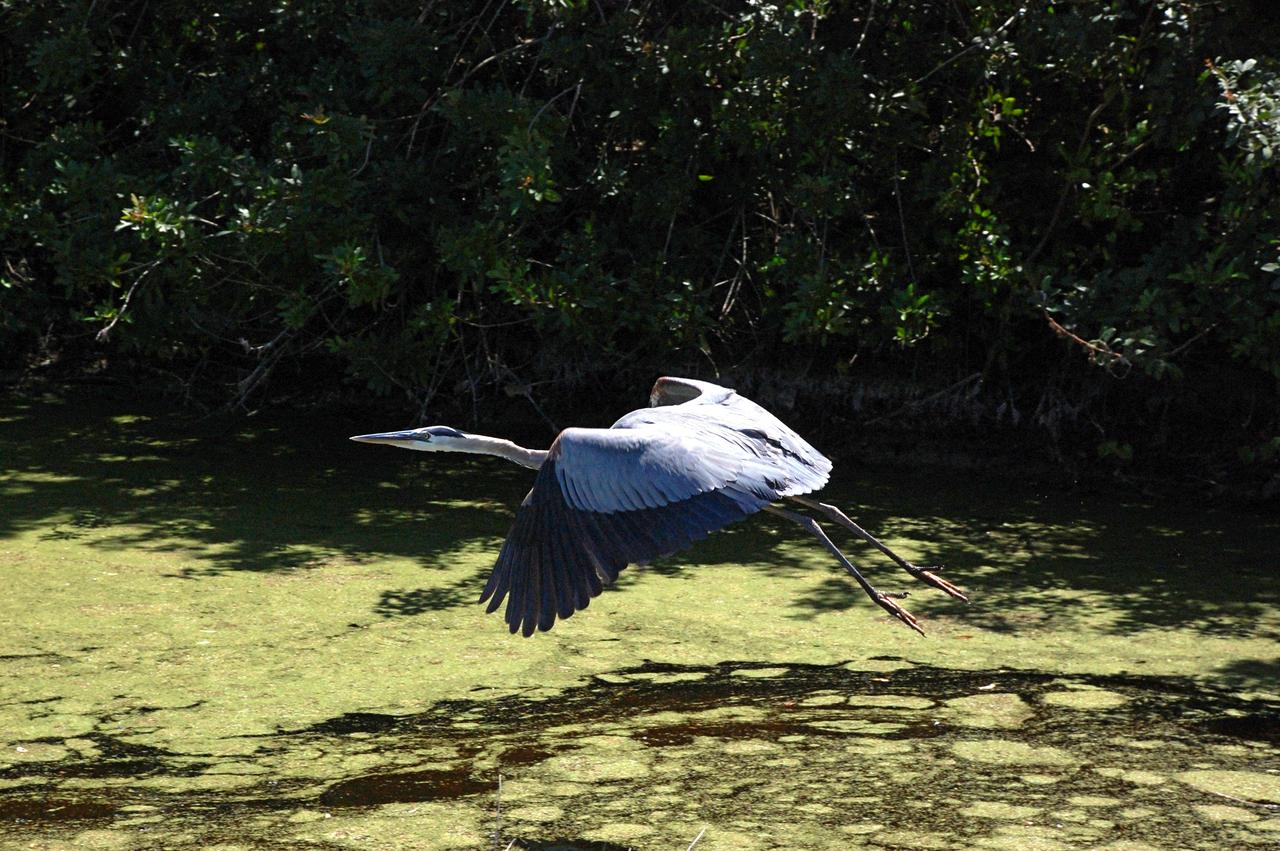 CAPE CANAVERAL, Fla. – A Great Blue  Heron majestically takes to the air as it leaves the shallow water behind the NASA News Center at NASA's Kennedy Space Center in Florida. A frequent sight around Kennedy, this large heron inhabits lakes, ponds, rivers and marshes in a range from Alaska south to Mexico and the West Indies.  It is frequently found standing at the edge of a pond or pool, watching for fish or frogs, its principal food.  Kennedy shares a boundary with the Merritt Island National Wildlife Refuge that includes salt-water estuaries, brackish marshes, hardwood hammocks and pine flatwoods.  The diverse landscape provides habitat for more than 310 species of birds, 25 mammals, 117 fishes and 65 amphibians and reptiles. Photo credit: NASA/Ben Smegelsky