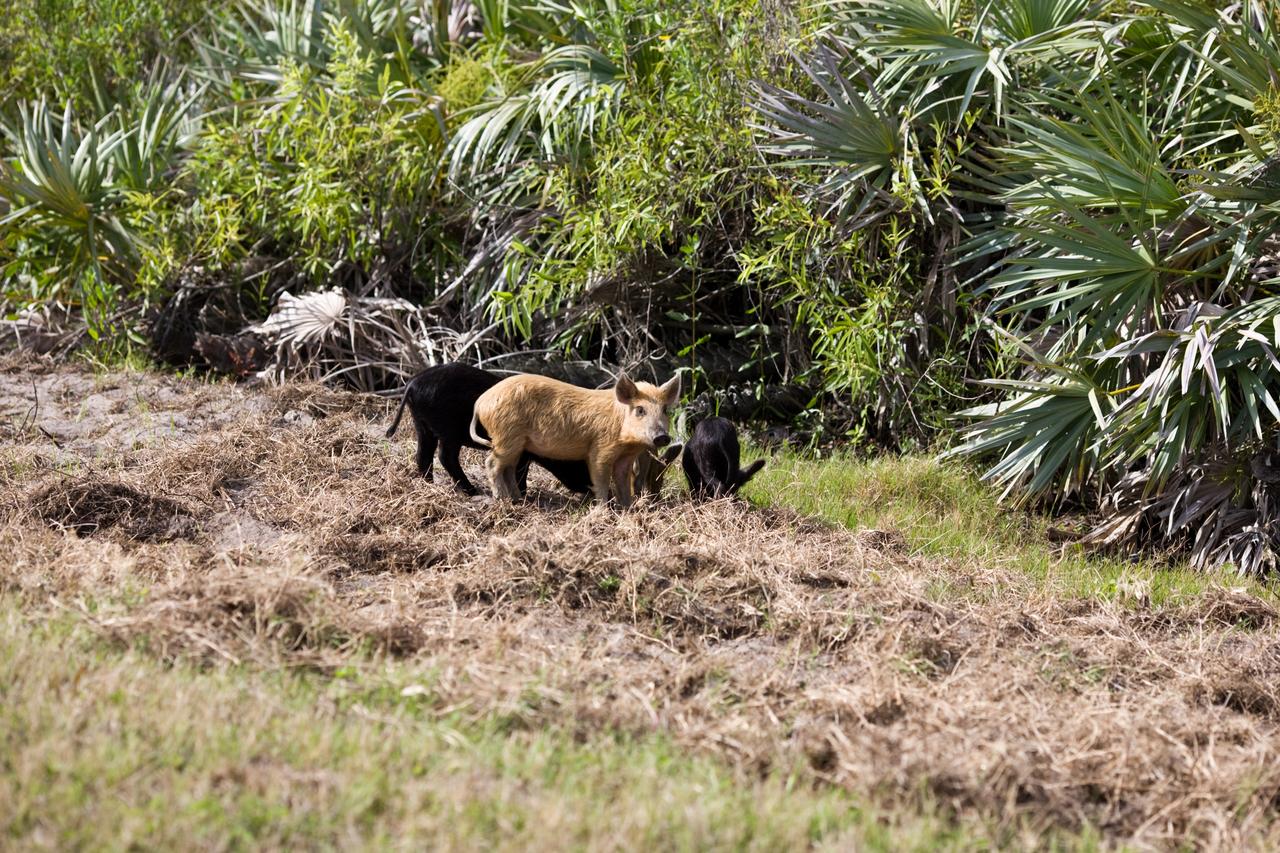 CAPE CANAVERAL, Fla. –– Wild pigs forage for food near a road through NASA's Kennedy Space Center in Florida.  The wild pigs have flourished in the environs around Kennedy, which shares a border with the Merritt Island National Wildlife Refuge, without many predators other than panthers and humans. Pigs were introduced to Florida in the 1500s and are now found statewide in wooded areas close to water. Pigs are omnivores, foraging on the ground and rooting just beneath the surface, which damages the groundcover. Wild pigs eat almost anything that has nutritional value, including tubers, roots, shoots, acorns, fruits, berries, earthworms, amphibians, reptiles and rodents. Their appearance is similar to domestic hogs, but leaner, with a longer, narrower head and a coarser, denser coat.  Females may have two litters per year.  The piglets are weaned in a few weeks but remain with the mother for several months. Photo credit: NASA/Dimitri Gerondidakis