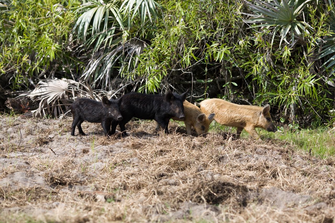 CAPE CANAVERAL, Fla. –– Wild pigs forage for food near a road through NASA's Kennedy Space Center in Florida.  The wild pigs have flourished in the environs around Kennedy, which shares a border with the Merritt Island National Wildlife Refuge, without many predators other than panthers and humans. Pigs were introduced to Florida in the 1500s and are now found statewide in wooded areas close to water. Pigs are omnivores, foraging on the ground and rooting just beneath the surface, which damages the groundcover. Wild pigs eat almost anything that has nutritional value, including tubers, roots, shoots, acorns, fruits, berries, earthworms, amphibians, reptiles and rodents. Their appearance is similar to domestic hogs, but leaner, with a longer, narrower head and a coarser, denser coat.  Females may have two litters per year.  The piglets are weaned in a few weeks but remain with the mother for several months. Photo credit: NASA/Dimitri Gerondidakis