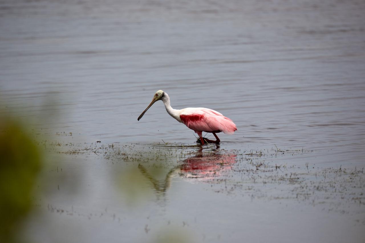 CAPE CANAVERAL, Fla. –– The scarlet-feathered roseate spoonbill wades through water on NASA's Kennedy Space Center in Florida.  Spoonbills inhabit areas of mangrove such as on the coasts of southern Florida and Texas.  These birds feed on shrimps and fish in the shallow water, sweeping their bills from side to side.  This and other wildlife abound throughout Kennedy as the center shares a boundary with the Merritt Island National Wildlife Refuge.  Photo credit: NASA/Dimitri Gerondidakis