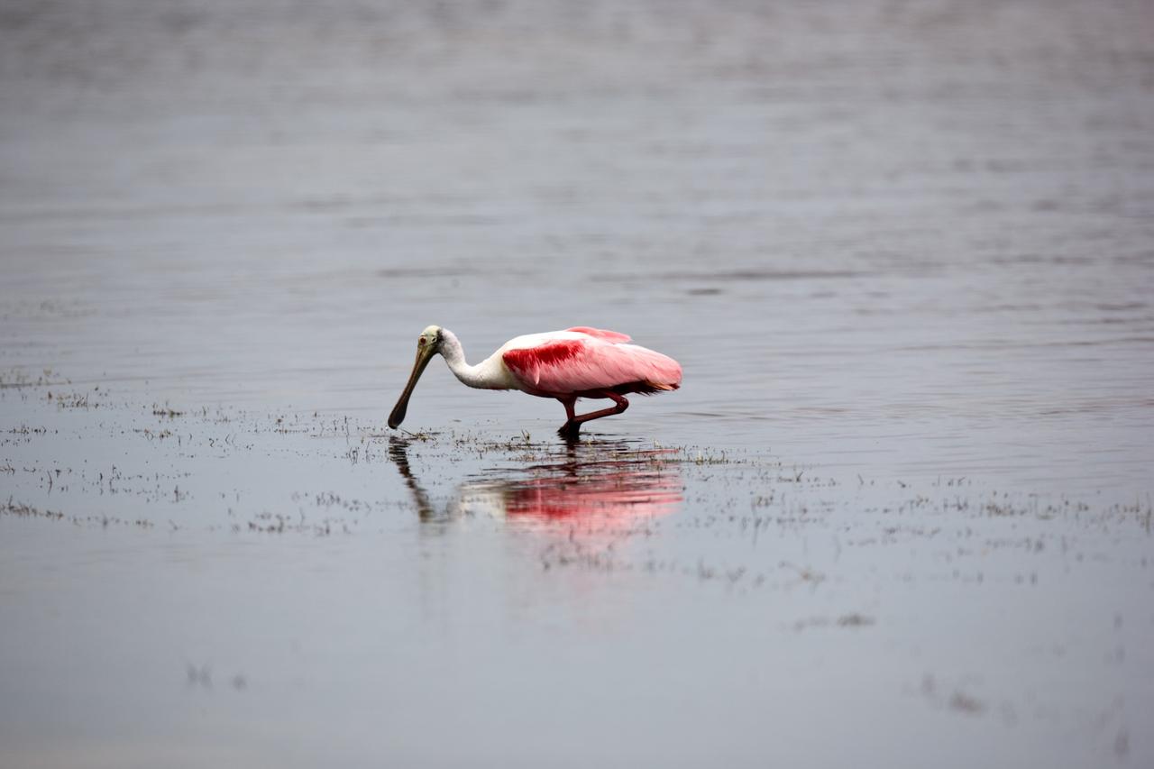 CAPE CANAVERAL, Fla. –– The scarlet-feathered roseate spoonbill searches for food in the water on NASA's Kennedy Space Center in Florida. Spoonbills inhabit areas of mangrove such as on the coasts of southern Florida and Texas. These birds feed on shrimps and fish in the shallow water, sweeping their bills from side to side. This and other wildlife abound throughout Kennedy as the center shares a boundary with the Merritt Island National Wildlife Refuge. Photo credit: NASA/Dimitri Gerondidakis
