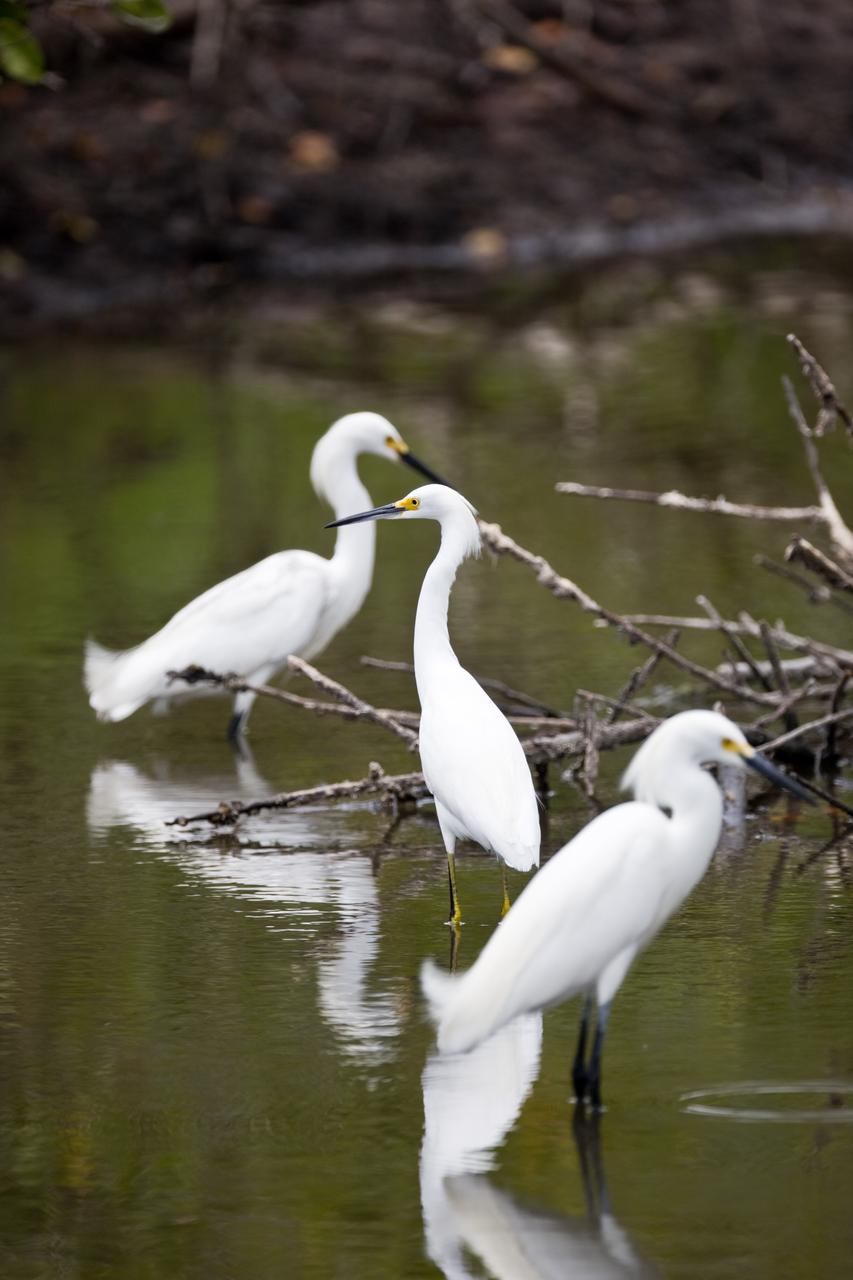 CAPE CANAVERAL, Fla. –– Snowy egrets gather in water on NASA's Kennedy Space Center in Florida. They are distinguished by their slim black beaks, black legs and yellow feet. These egrets inhabit salt marshes, ponds, rice fields and shallow coastal bays. The center shares a boundary with the Merritt Island Wildlife Nature Refuge, which is a habitat for more than 310 species of birds, 25 mammals, 117 fishes and 65 amphibians and reptiles. Photo credit: NASA/Dimitri Gerondidakis