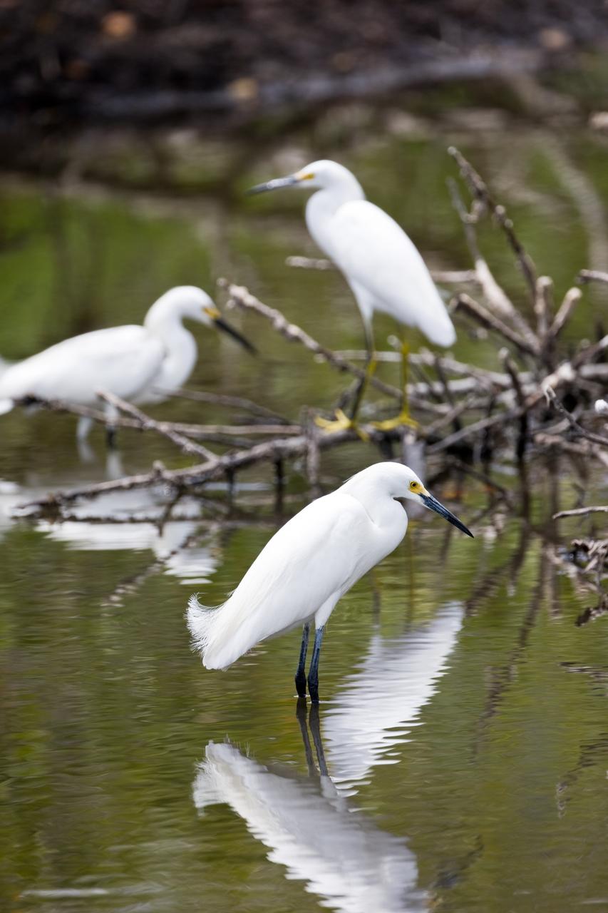 CAPE CANAVERAL, Fla. –– Snowy egrets gather in water on NASA's Kennedy Space Center in Florida. They are distinguished by their slim black beaks, black legs and yellow feet. These egrets inhabit salt marshes, ponds, rice fields and shallow coastal bays. The center shares a boundary with the Merritt Island Wildlife Nature Refuge, which is a habitat for more than 310 species of birds, 25 mammals, 117 fishes and 65 amphibians and reptiles. Photo credit: NASA/Dimitri Gerondidakis