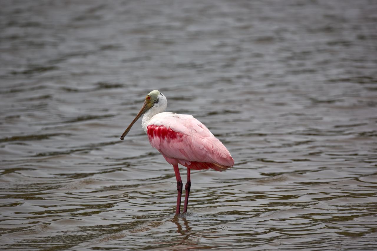 CAPE CANAVERAL, Fla. –– On NASA's Kennedy Space Center in Florida, the scarlet-feathered roseate spoonbill waits in the water for a tempting meal . Spoonbills inhabit areas of mangrove such as on the coasts of southern Florida and Texas. These birds feed on shrimps and fish in the shallow water, sweeping their bills from side to side. This and other wildlife abound throughout Kennedy as the center shares a boundary with the Merritt Island National Wildlife Refuge. Photo credit: NASA/Dimitri Gerondidakis