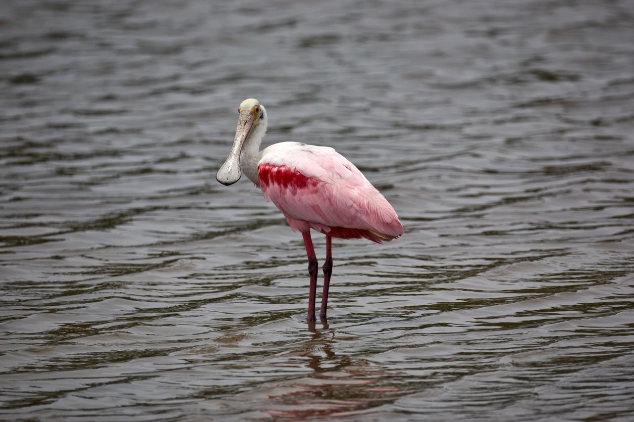 CAPE CANAVERAL, Fla. –– On NASA's Kennedy Space Center in Florida, the scarlet-feathered roseate spoonbill eyes the camera. Spoonbills inhabit areas of mangrove such as on the coasts of southern Florida and Texas. These birds feed on shrimps and fish in the shallow water, sweeping their bills from side to side. This and other wildlife abound throughout Kennedy as the center shares a boundary with the Merritt Island National Wildlife Refuge. Photo credit: NASA/Dimitri Gerondidakis