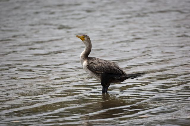 NASA image: KSC-2009-2852