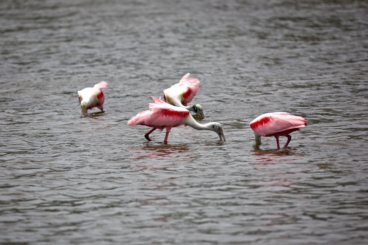 CAPE CANAVERAL, Fla. –– On NASA's Kennedy Space Center in Florida, scarlet-feathered roseate spoonbills feed in the water.   Spoonbills inhabit areas of mangrove such as on the coasts of southern Florida and Texas.  These birds feed on shrimps and fish in the shallow water, sweeping their bills from side to side.  This and other wildlife abound throughout Kennedy as the center shares a boundary with the Merritt Island National Wildlife Refuge. The marshes and open water of the refuge provide wintering areas for 23 species of migratory waterfowl, as well as a year-round home for great blue herons, great egrets, wood storks, cormorants, brown pelicans and other species of marsh and shore birds.  Photo credit: NASA/Dimitri Gerondidakis