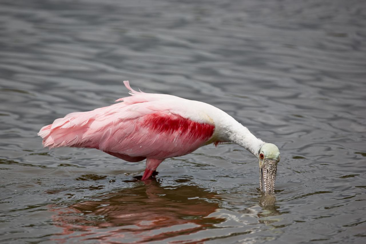 CAPE CANAVERAL, Fla. –– On NASA's Kennedy Space Center in Florida, the scarlet-feathered roseate spoonbill feeds in the water. Spoonbills inhabit areas of mangrove such as on the coasts of southern Florida and Texas.  These birds feed on shrimps and fish in the shallow water, sweeping their bills from side to side.  This and other wildlife abound throughout Kennedy as the center shares a boundary with the Merritt Island National Wildlife Refuge.  The marshes and open water of the refuge provide wintering areas for 23 species of migratory waterfowl, as well as a year-round home for great blue herons, great egrets, wood storks, cormorants, brown pelicans and other species of marsh and shore birds.  Photo credit: NASA/Dimitri Gerondidakis