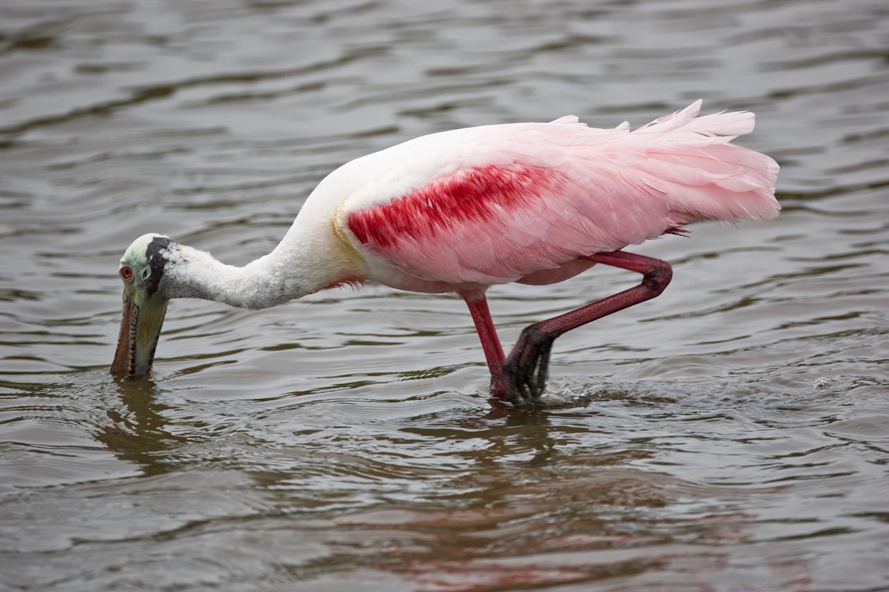 CAPE CANAVERAL, Fla. –– On NASA's Kennedy Space Center in Florida, the scarlet-feathered roseate spoonbill feeds in the water. Spoonbills inhabit areas of mangrove such as on the coasts of southern Florida and Texas.  These birds feed on shrimps and fish in the shallow water, sweeping their bills from side to side.  This and other wildlife abound throughout Kennedy as the center shares a boundary with the Merritt Island National Wildlife Refuge. The marshes and open water of the refuge provide wintering areas for 23 species of migratory waterfowl, as well as a year-round home for great blue herons, great egrets, wood storks, cormorants, brown pelicans and other species of marsh and shore birds.  Photo credit: NASA/Dimitri Gerondidakis