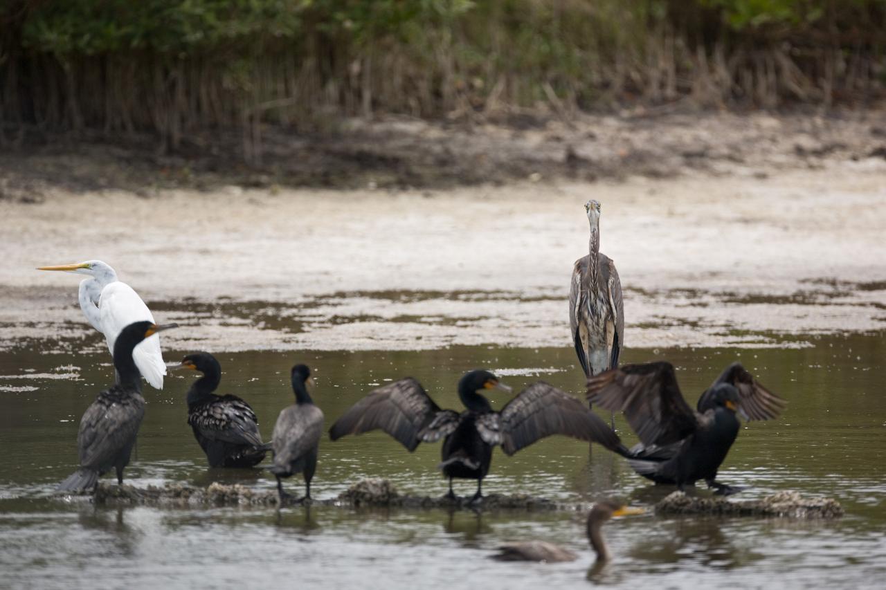 CAPE CANAVERAL, Fla. –– A great egret (left), great blue heron (far right) and cormorants (foreground) share the shallow water on NASA's Kennedy Space Center in Florida.  The center shares a boundary with the Merritt Island Wildlife Nature Refuge, which is a habitat for more than 310 species of birds, 25 mammals, 117 fishes and 65 amphibians and reptiles.  Photo credit: NASA/Dimitri Gerondidakis