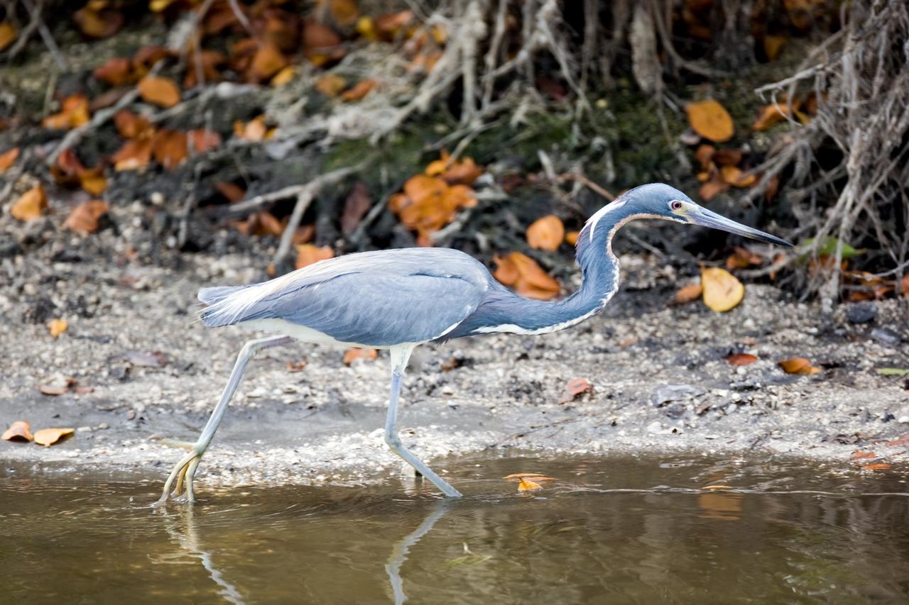 CAPE CANAVERAL, Fla. –– One of the most numerous herons in the Deep South, this Louisiana Heron stalks the water at NASA's Kennedy Space Center in Florida looking for food, usually frogs or fish.  The range of this species is the Atlantic and Gulf coasts from Massachusetts south, wintering from Virginia to South America. The center shares a boundary with the Merritt Island Wildlife Nature Refuge, which is a habitat for more than 310 species of birds, 25 mammals, 117 fishes and 65 amphibians and reptiles.  Photo credit: NASA/Dimitri Gerondidakis