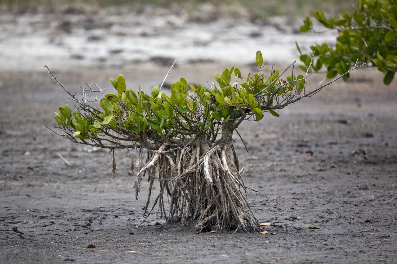 CAPE CANAVERAL, Fla. –– Mangrove roots are exposed in the drought-affected waters on NASA's Kennedy Space Center in Florida.  Mangroves generally are trees and shrubs that grow in saline (brackish) coastal habitats in the tropics and subtropics. They provide food, habitat and refuge for a variety of animals, birds and sea creatures.  The center shares a boundary with the Merritt Island Wildlife Nature Refuge, which is a habitat for more than 310 species of birds, 25 mammals, 117 fishes and 65 amphibians and reptiles.  Photo credit: NASA/Dimitri Gerondidakis
