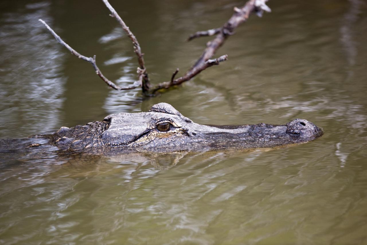 CAPE CANAVERAL, Fla. –– In the water on NASA's Kennedy Space Center in Florida, an alligator waits for a prospective meal.  Alligators can be spotted in the drainage canals and other waters surrounding Kennedy.  The center shares a boundary with the Merritt Island Wildlife Nature Refuge, which is a habitat for more than 310 species of birds, 25 mammals, 117 fishes and 65 amphibians and reptiles. Photo credit: NASA/Dimitri Gerondidakis