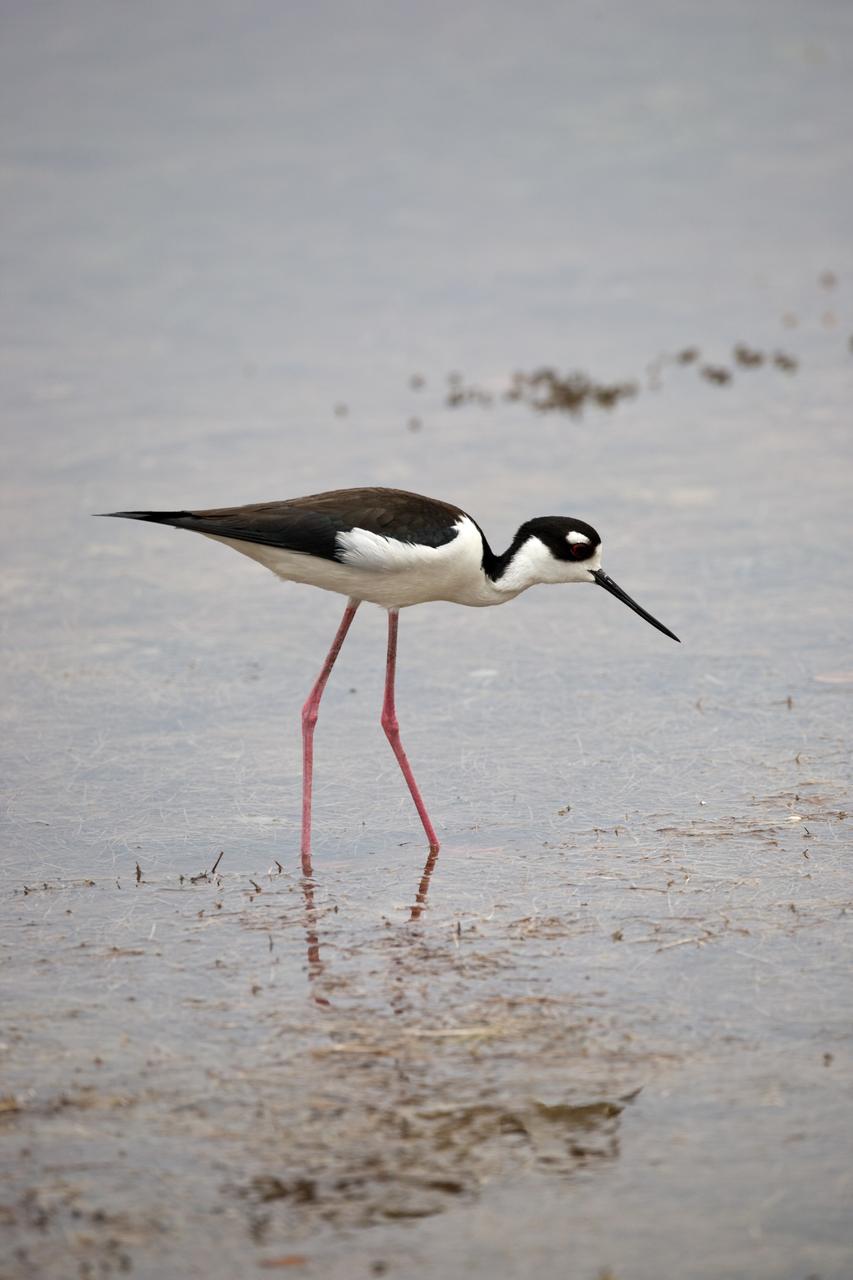 CAPE CANAVERAL, Fla. –– A black-necked stilt searches the shallow water for food at NASA's Kennedy Space Center in Florida. The species inhabits salt marshes and coastal bays in the East, ranging along the Atlantic Coast from Delaware and the Carolinas to northern South America. Kennedy shares a boundary with the Merritt Island National Wildlife Refuge that includes salt-water estuaries, brackish marshes, hardwood hammocks and pine flatwoods. The diverse landscape provides habitat for more than 310 species of birds, 25 mammals, 117 fishes and 65 amphibians and reptiles.  Photo credit: NASA/Dimitri Gerondidakis