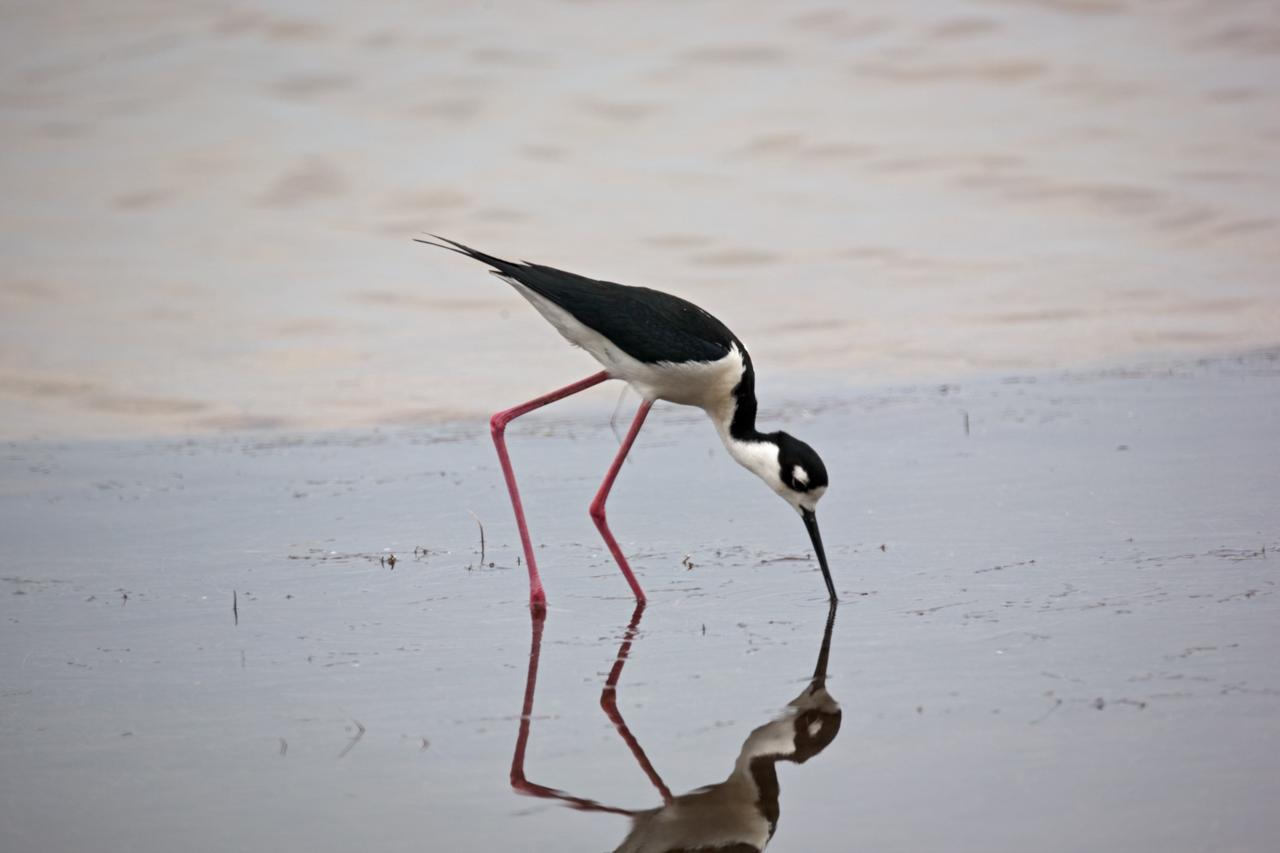 CAPE CANAVERAL, Fla. –– A black-necked stilt finds food in the shallow water at NASA's Kennedy Space Center in Florida. The species inhabits salt marshes and coastal bays in the East, ranging along the Atlantic Coast from Delaware and the Carolinas to northern South America. Kennedy shares a boundary with the Merritt Island National Wildlife Refuge that includes salt-water estuaries, brackish marshes, hardwood hammocks and pine flatwoods. The diverse landscape provides habitat for more than 310 species of birds, 25 mammals, 117 fishes and 65 amphibians and reptiles. Photo credit: NASA/Dimitri Gerondidakis