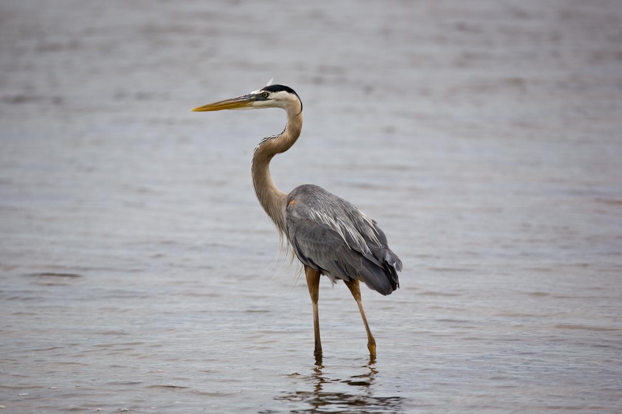 CAPE CANAVERAL, Fla. –– A great blue heron takes its familiar stance at the edge of the water, watching for fish or frogs, at  NASA's Kennedy Space Center in Florida.  A frequent sight around Kennedy, this large heron inhabits lakes, ponds, rivers and marshes in a range from Alaska south to Mexico and the West Indies. Kennedy shares a boundary with the Merritt Island National Wildlife Refuge that includes salt-water estuaries, brackish marshes, hardwood hammocks and pine flatwoods. Photo credit: NASA/Dimitri Gerondidakis