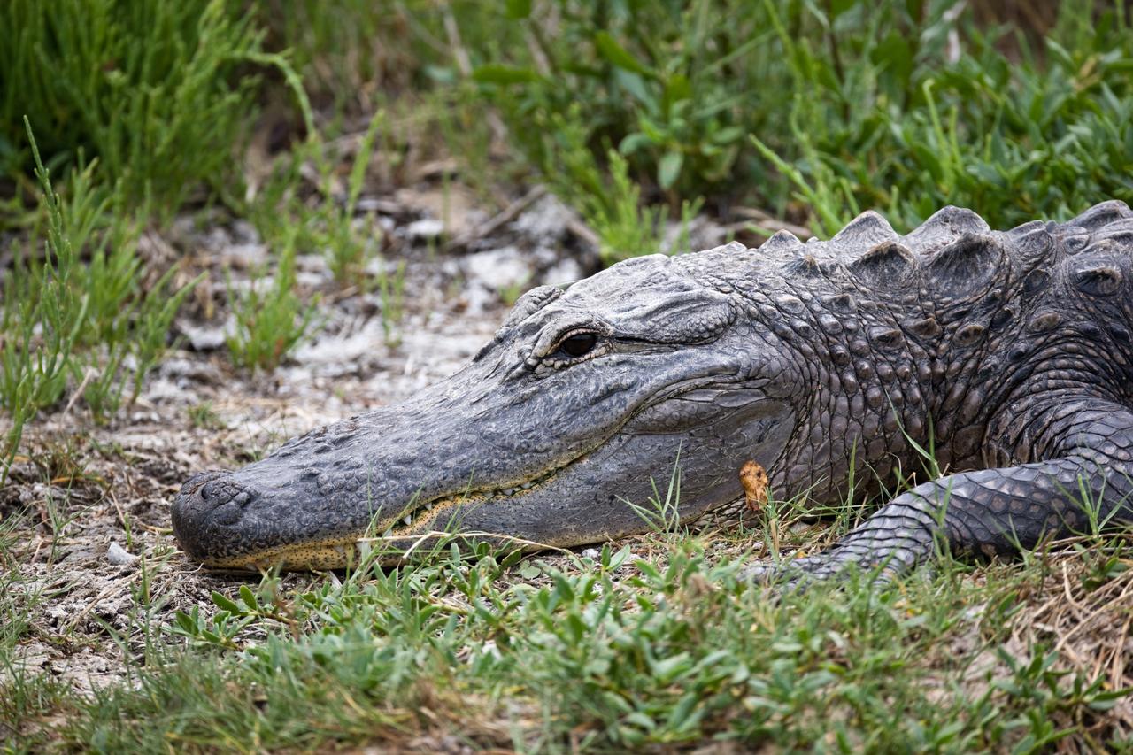 CAPE CANAVERAL, Fla. –– On NASA's Kennedy Space Center in Florida, an alligator rests on the bank of a canal.  Alligators can be spotted in the drainage canals and other waters surrounding Kennedy.  In Spring, they frequently roam, searching for mates.  The center shares a boundary with the Merritt Island Wildlife Nature Refuge, which is a habitat for more than 310 species of birds, 25 mammals, 117 fishes and 65 amphibians and reptiles. Photo credit: NASA/Dimitri Gerondidakis