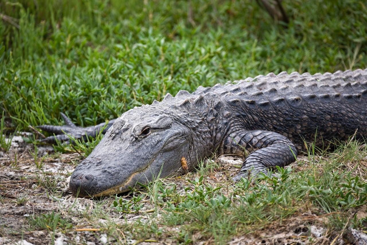 CAPE CANAVERAL, Fla. –– On NASA's Kennedy Space Center in Florida, an alligator rests on the bank of a canal.  Alligators can be spotted in the drainage canals and other waters surrounding Kennedy.  The center shares a boundary with the Merritt Island Wildlife Nature Refuge, which is a habitat for more than 310 species of birds, 25 mammals, 117 fishes and 65 amphibians and reptiles. Photo credit: NASA/Dimitri Gerondidakis