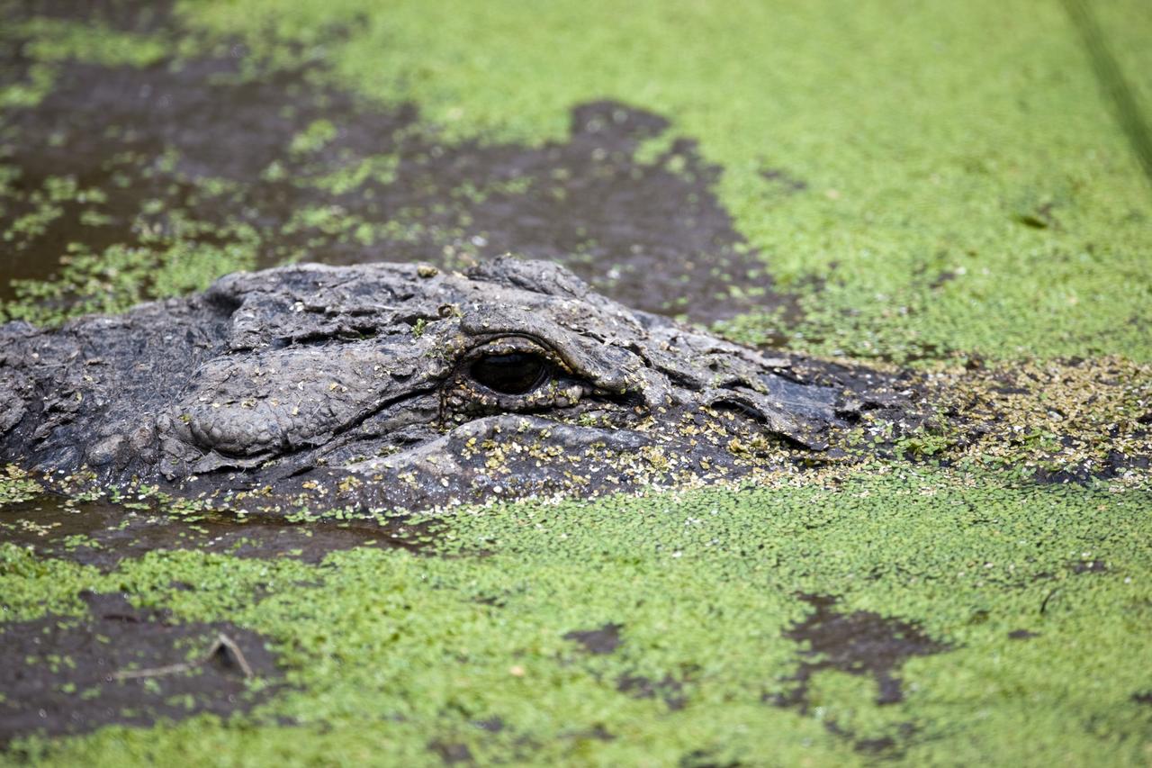 CAPE CANAVERAL, Fla. –– In the water on NASA's Kennedy Space Center in Florida, an alligator waits for a prospective meal.  Alligators can be spotted in the drainage canals and other waters surrounding Kennedy.  The center shares a boundary with the Merritt Island Wildlife Nature Refuge, which is a habitat for more than 310 species of birds, 25 mammals, 117 fishes and 65 amphibians and reptiles.  Photo credit: NASA/Dimitri Gerondidakis