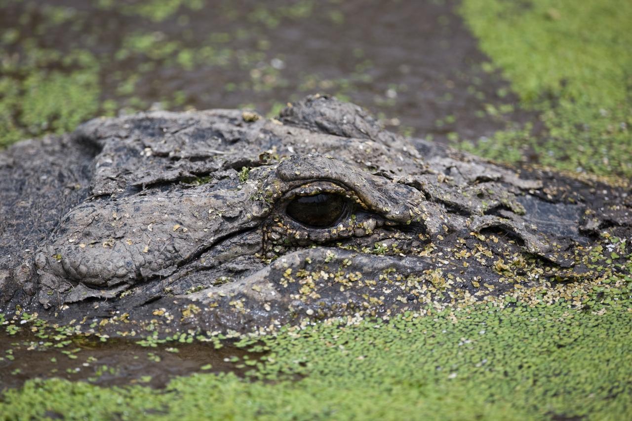 CAPE CANAVERAL, Fla. –– Who is watching whom, as this alligator appears to stare into the camera (at a safe distance away) from its watery site. Alligators can be spotted in the drainage canals and other waters surrounding Kennedy.  The center shares a boundary with the Merritt Island Wildlife Nature Refuge, which is a habitat for more than 310 species of birds, 25 mammals, 117 fishes and 65 amphibians and reptiles.  Photo credit: NASA/Dimitri Gerondidakis