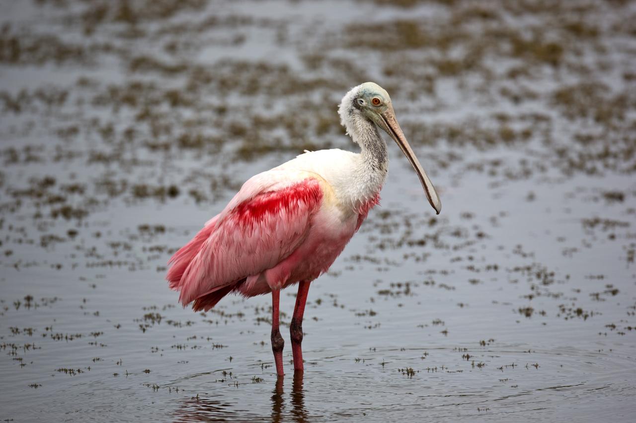 CAPE CANAVERAL, Fla. –– On NASA's Kennedy Space Center in Florida, the scarlet-feathered roseate spoonbill eyes the camera. Spoonbills inhabit areas of mangrove such as on the coasts of southern Florida and Texas. These birds feed on shrimps and fish in the shallow water, sweeping their bills from side to side. This and other wildlife abound throughout Kennedy as the center shares a boundary with the Merritt Island National Wildlife Refuge. The marshes and open water of the refuge provide wintering areas for 23 species of migratory waterfowl, as well as a year-round home for great blue herons, great egrets, wood storks, cormorants, brown pelicans and other species of marsh and shore birds. Photo credit: NASA/Dimitri Gerondidakis