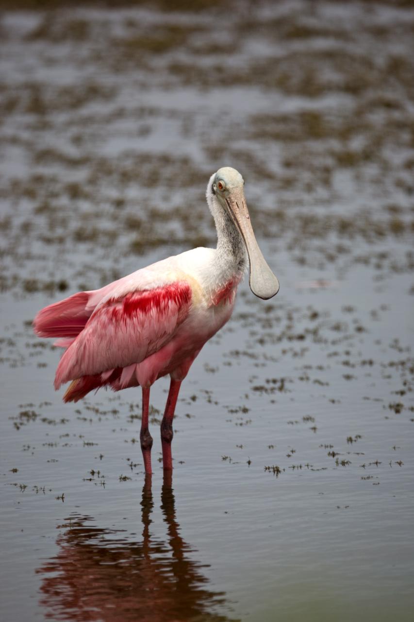 CAPE CANAVERAL, Fla. –– On NASA's Kennedy Space Center in Florida, the scarlet-feathered roseate spoonbill eyes the camera during its search for food. Spoonbills inhabit areas of mangrove such as on the coasts of southern Florida and Texas. These birds feed on shrimps and fish in the shallow water, sweeping their bills from side to side. This and other wildlife abound throughout Kennedy as the center shares a boundary with the Merritt Island National Wildlife Refuge. The marshes and open water of the refuge provide wintering areas for 23 species of migratory waterfowl, as well as a year-round home for great blue herons, great egrets, wood storks, cormorants, brown pelicans and other species of marsh and shore birds. Photo credit: NASA/Dimitri Gerondidakis