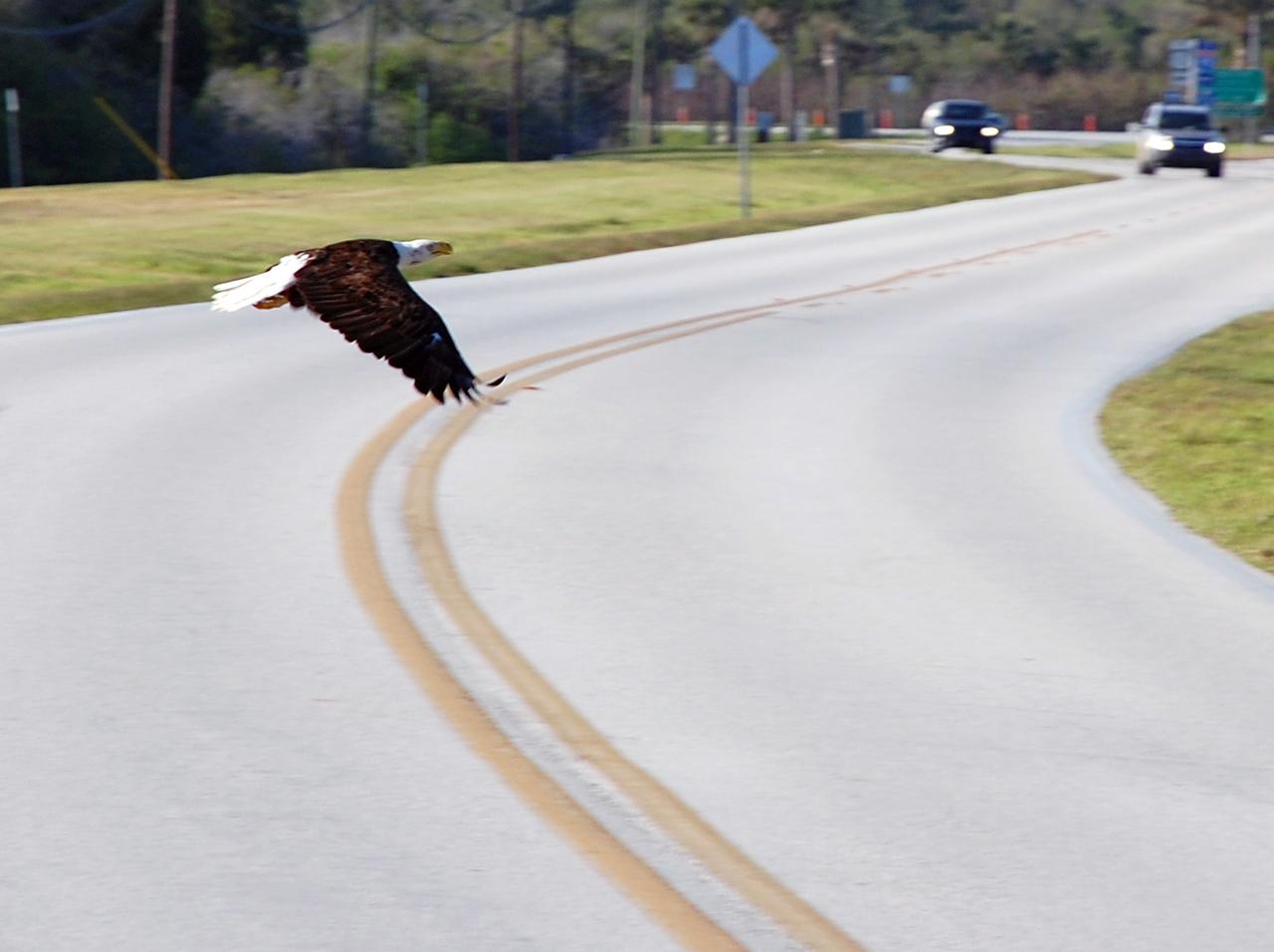CAPE CANAVERAL, Fla. – At NASA's Kennedy Space Center in Florida, a bald eagle flies across the road in front of vehicles on the road.  There are a dozen eagle nests within Kennedy and in the surrounding Merritt Island National Wildlife Refuge, some of them close to roads through the center. Bald eagles use a specific territory for nesting (they mate for life), winter feeding or a year-round residence. Eagles' natural domain is from Alaska to Baja, California, and from Maine to Florida. The Merritt Island refuge also includes several wading bird rookeries, many osprey nests, up to 400 manatees during the spring, and approximately 2,500 Florida scrub jays.  It also is a major wintering area for migratory birds. More than 500 species of wildlife inhabit the refuge, with 15 considered federally threatened or endangered. Photo credit: NASA/Ben Smegelsky